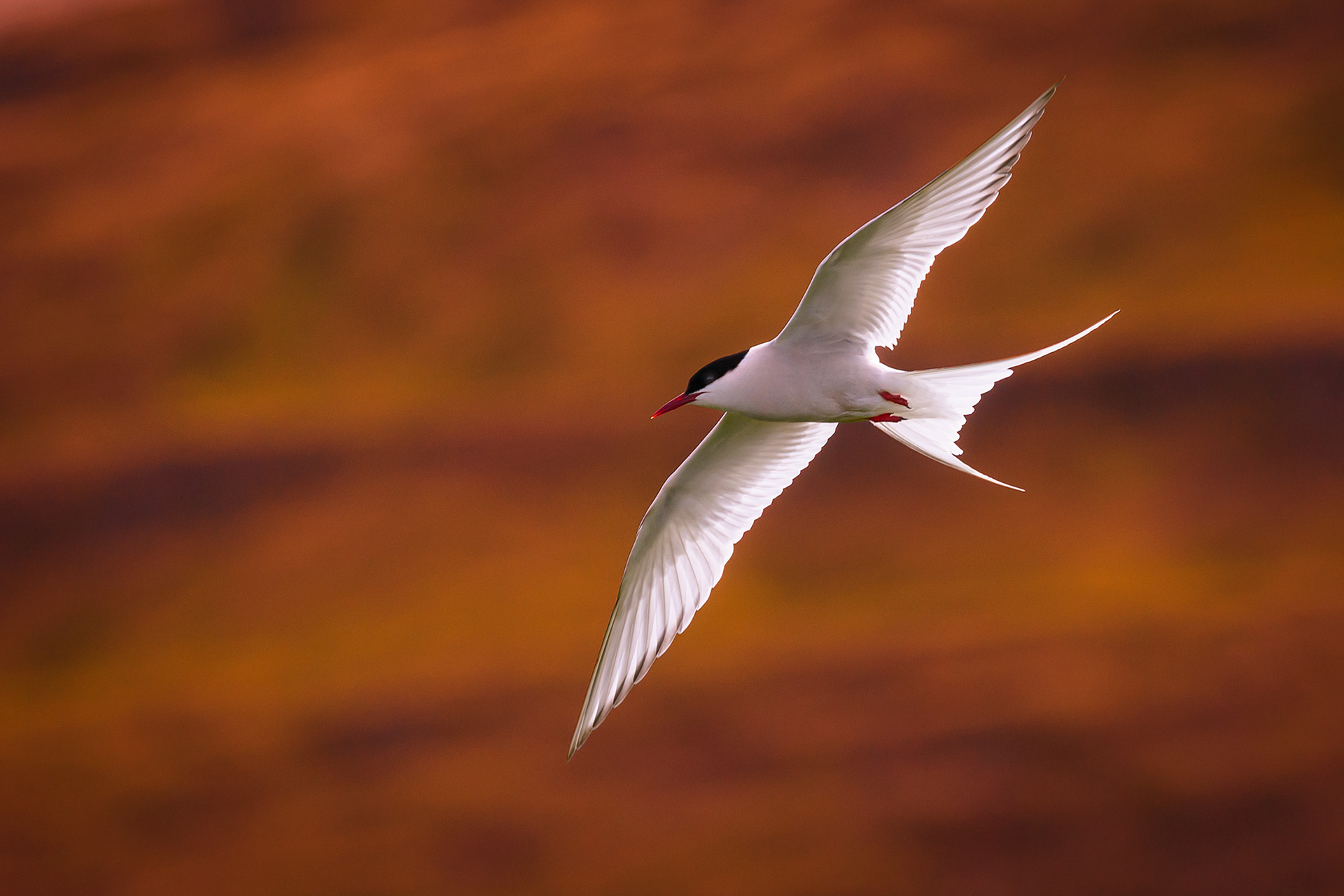 Arctic tern - Sterna paradisaea