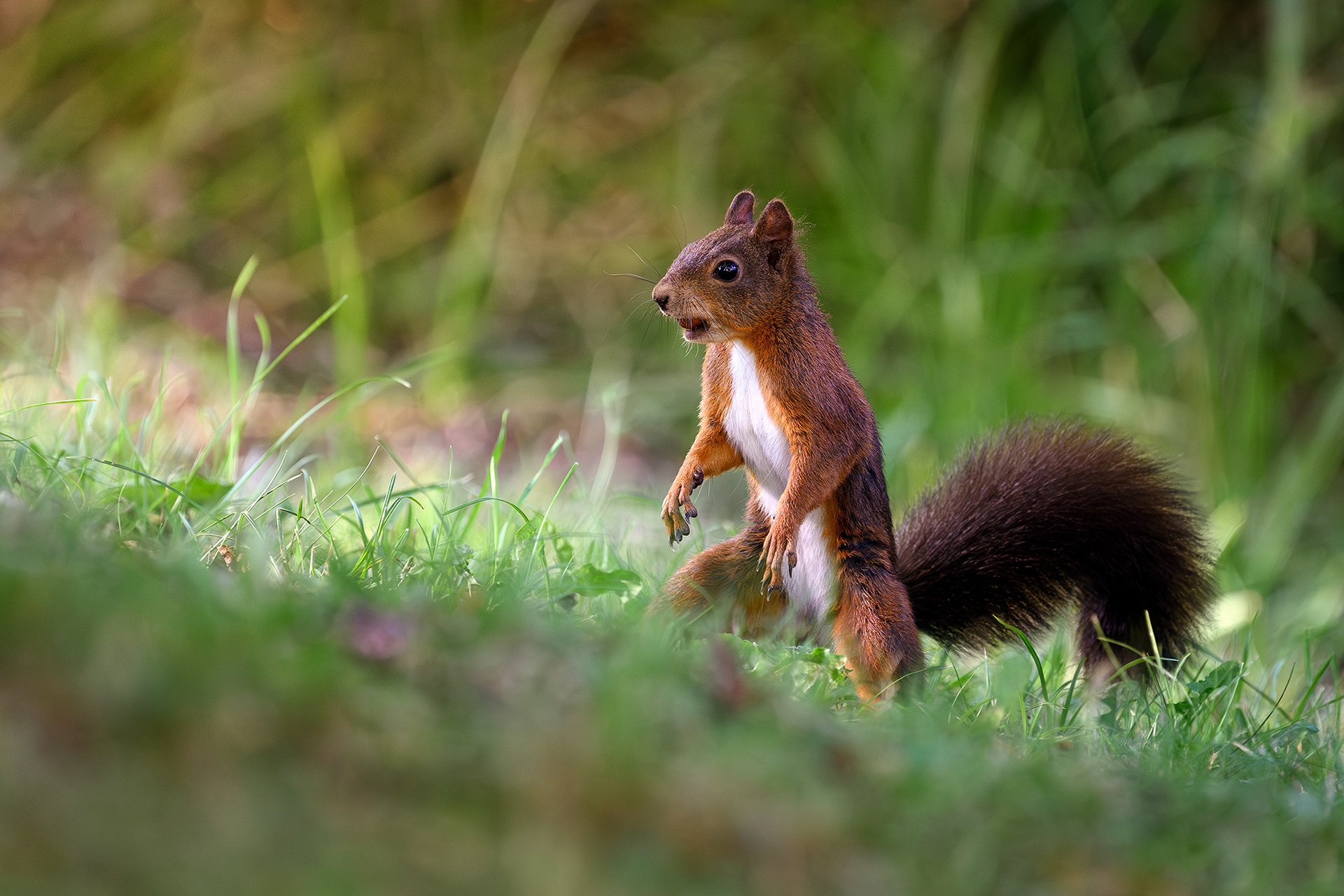 Red squirrel - Sciurus vulgaris