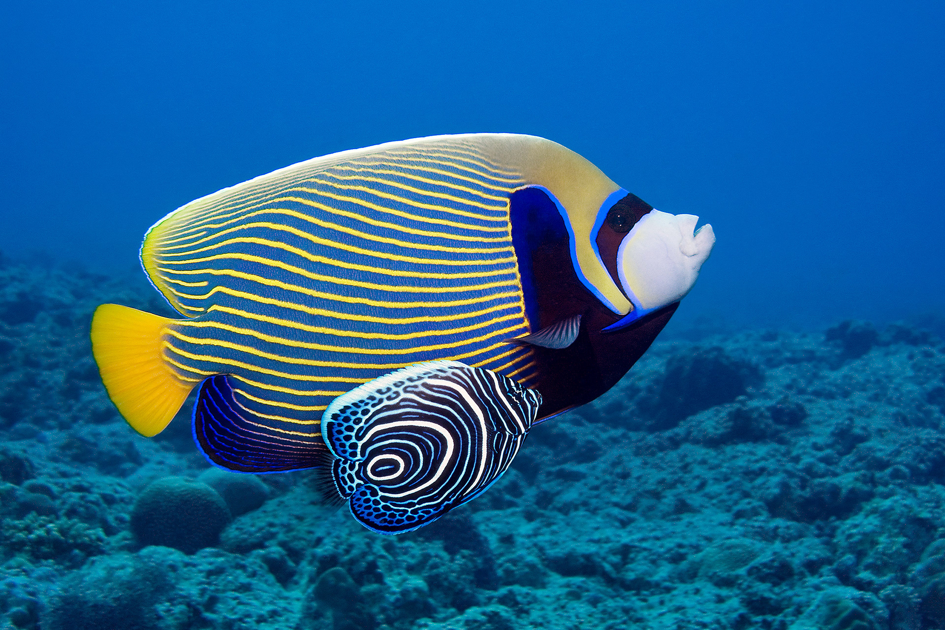 Emperor angelfish (adult & juvenile) - Pomacanthus imperator   [Digitally manipulated]