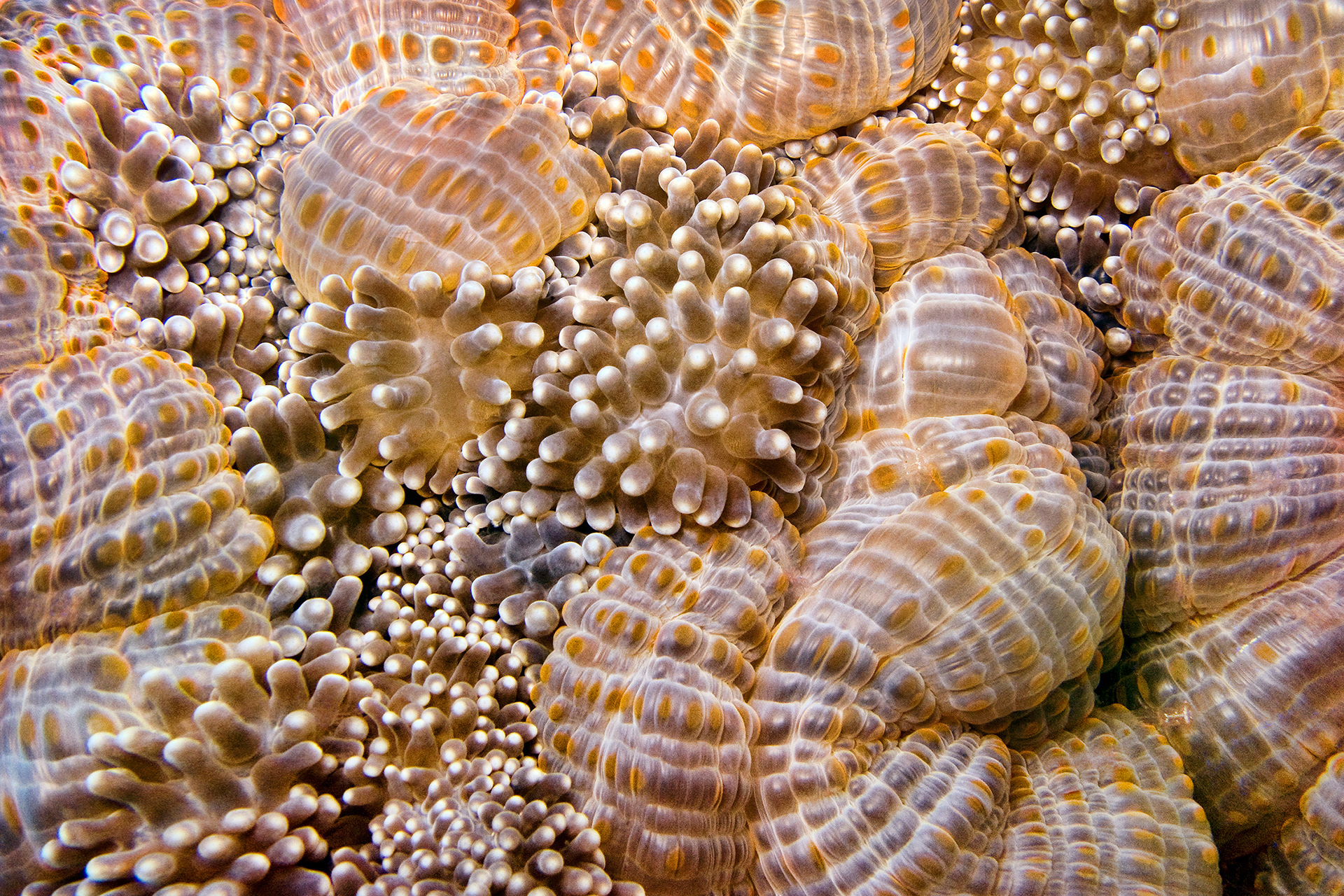 Carpet sea anemone - Stichodactyla sp.
