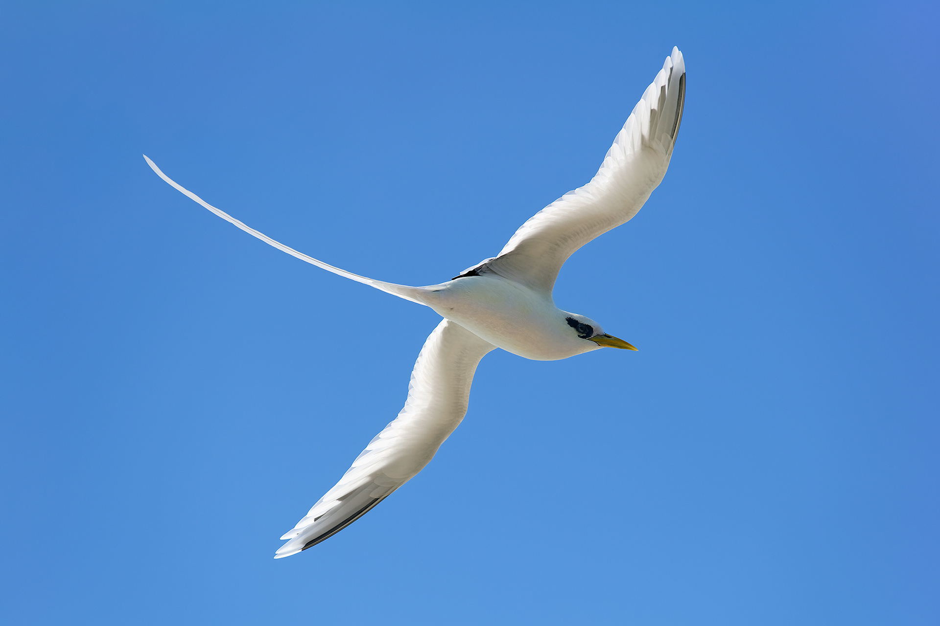 White-tailed tropicbird - Phaethon lepturus