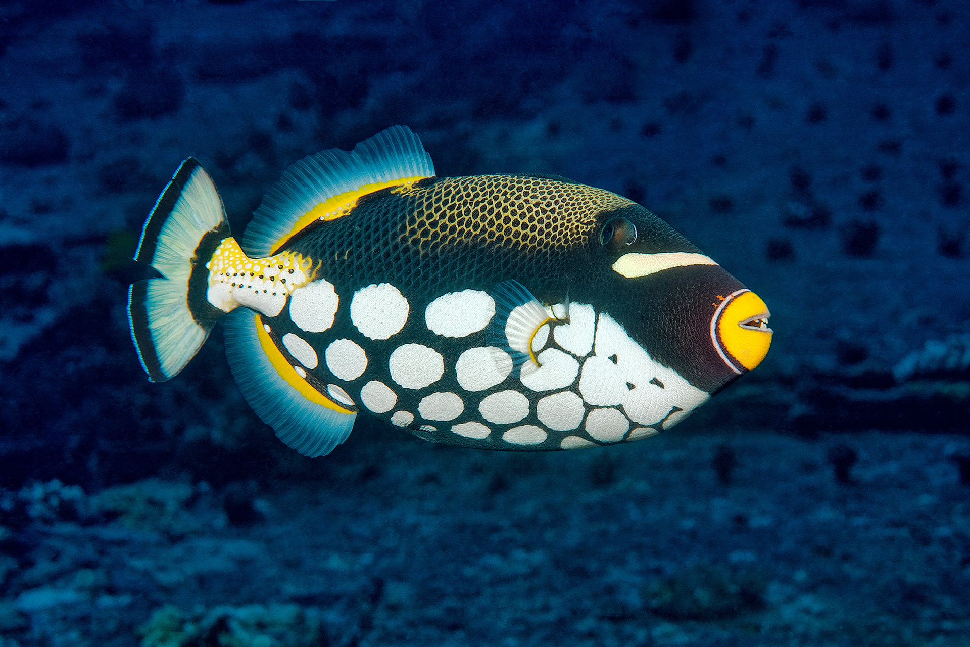 Clown triggerfish - Balistoides conspicillum