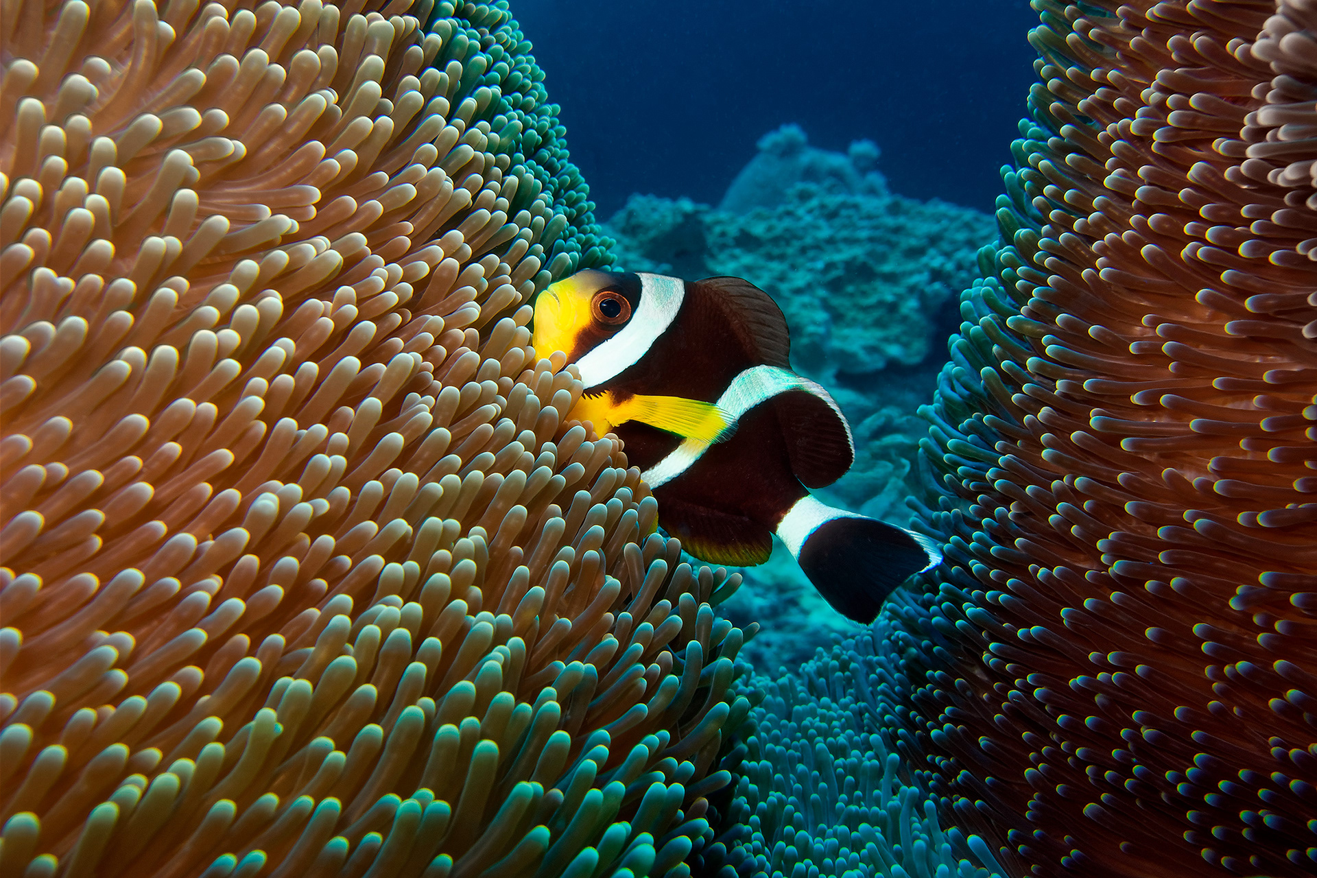 Mauritian anemonefish - Amphiprion chrysogaster