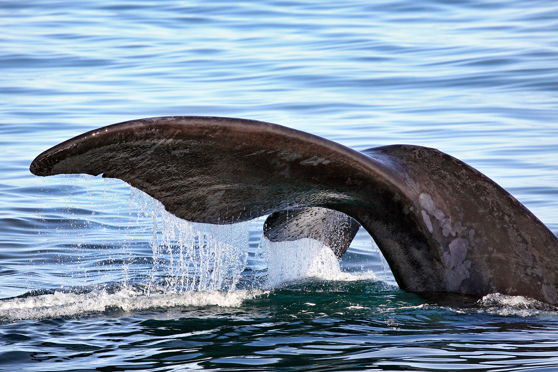 Southern right whale - Eubalaena australis