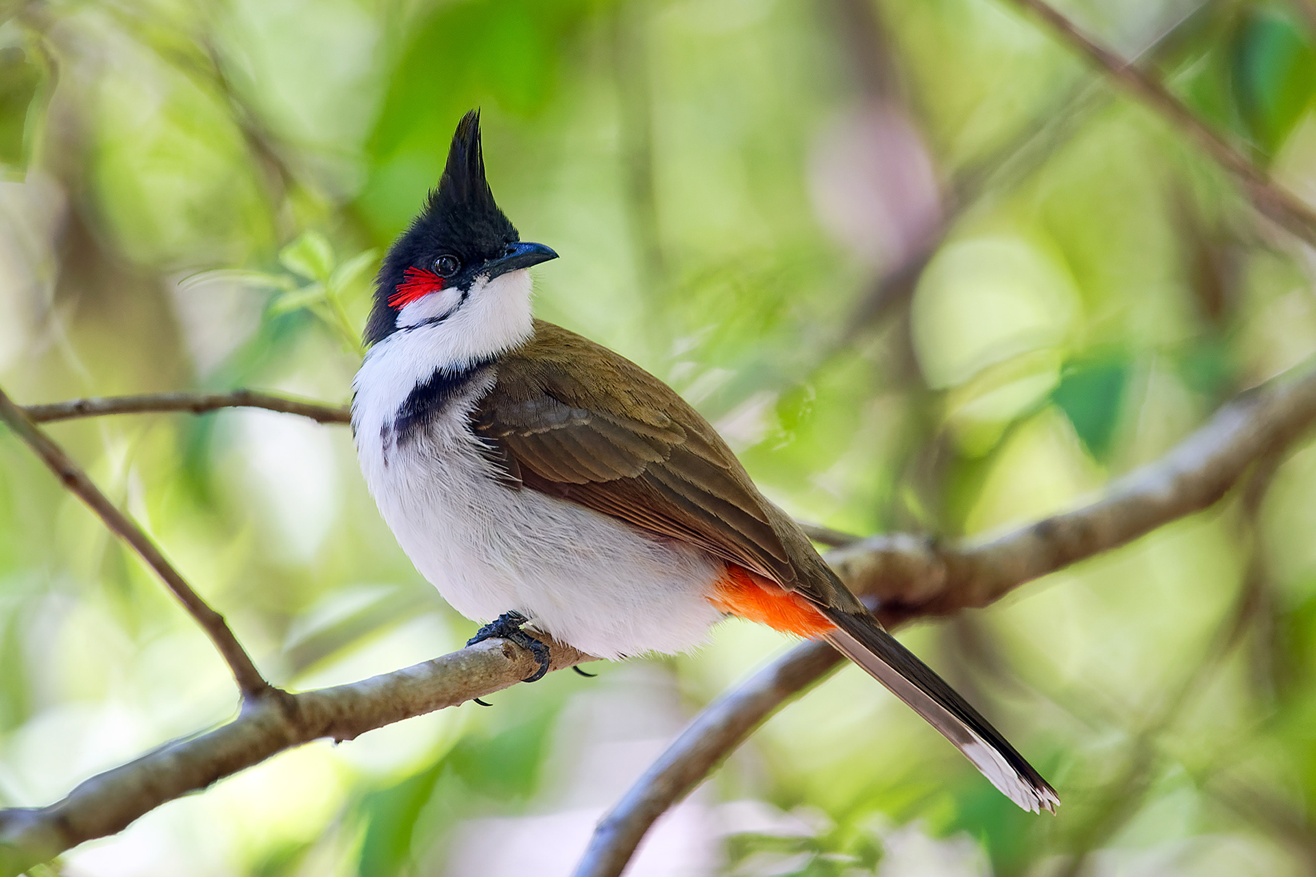 Red-whiskered bulbul - Pycnonotus jocosus