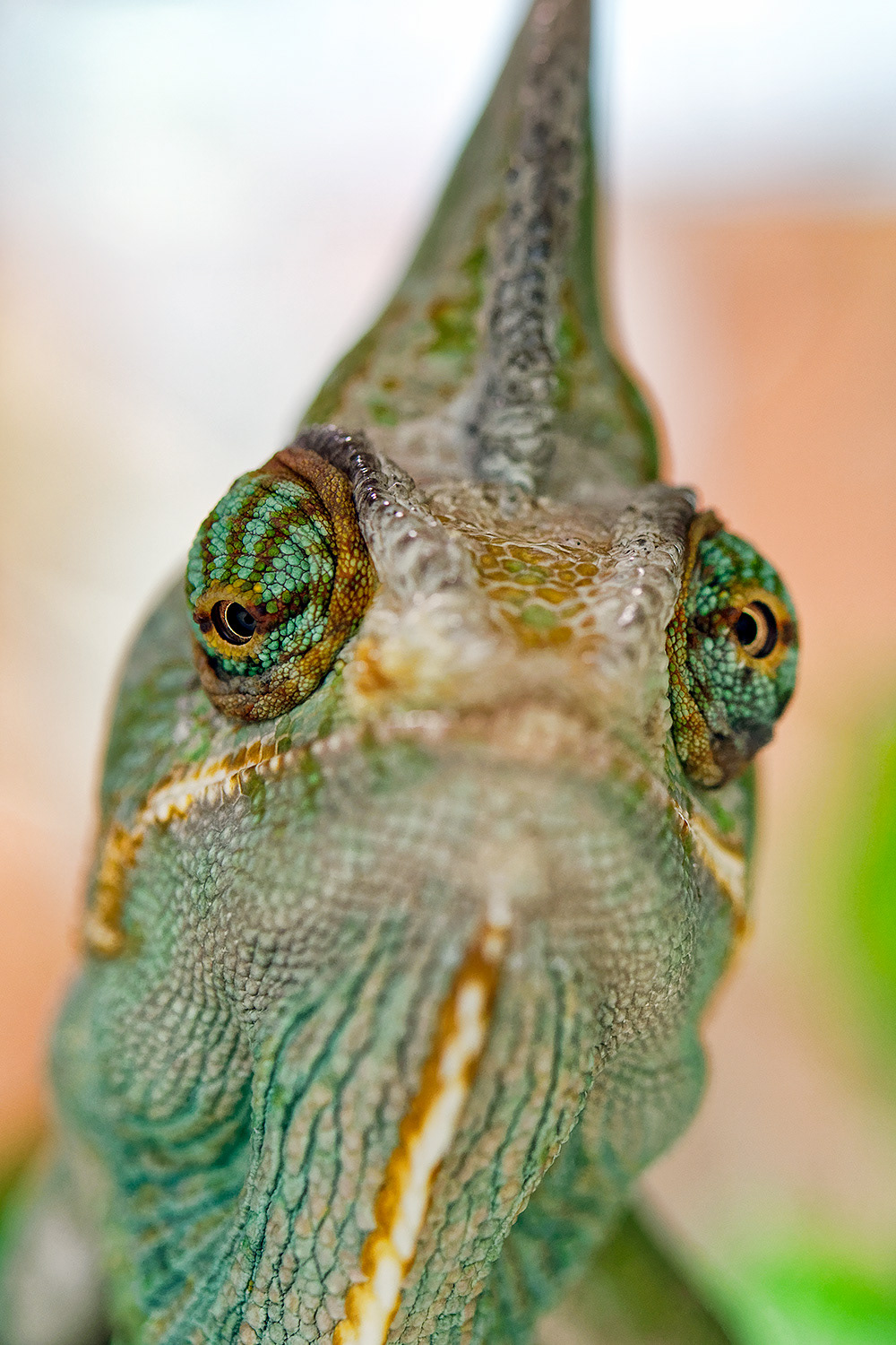 Veiled chameleon - Chamaeleo calyptratus