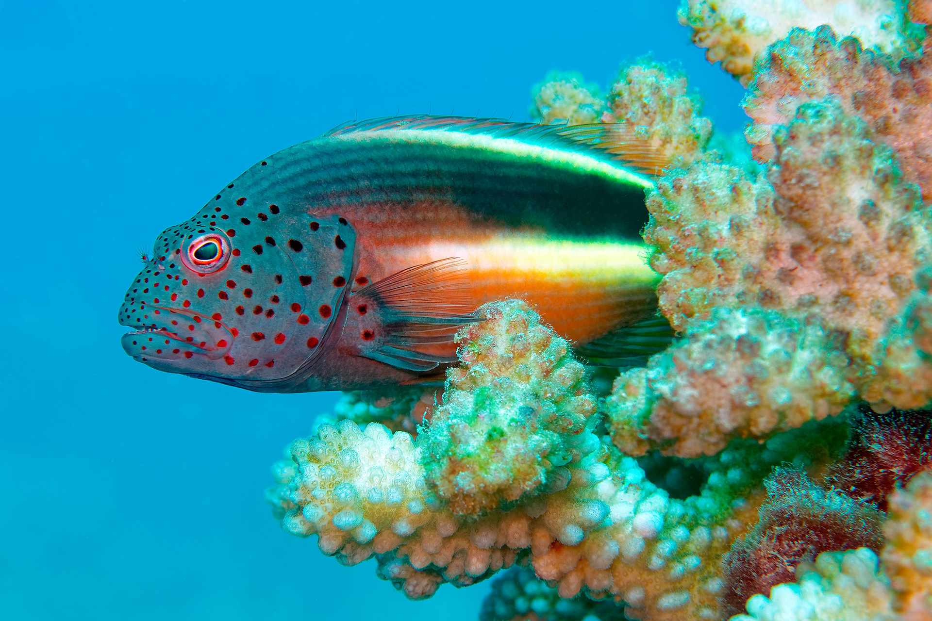 Freckled hawkfish - Paracirrhites forsteri