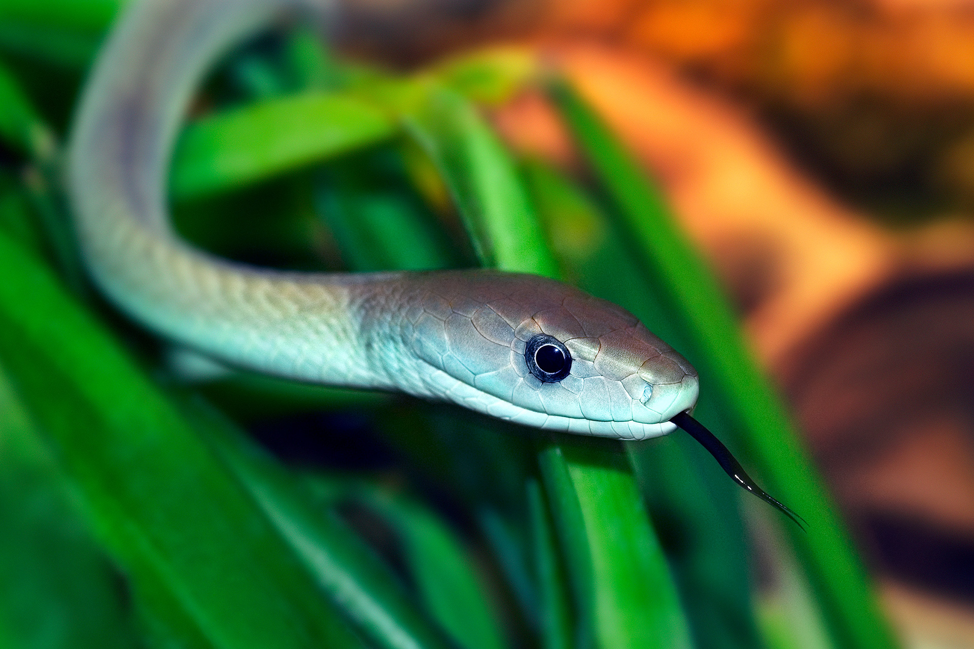 Black mamba - Dendroaspis polylepis