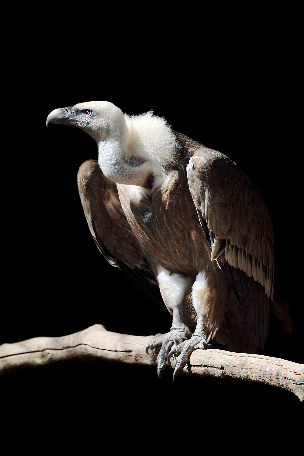 Griffon vultures - Gyps fulvus