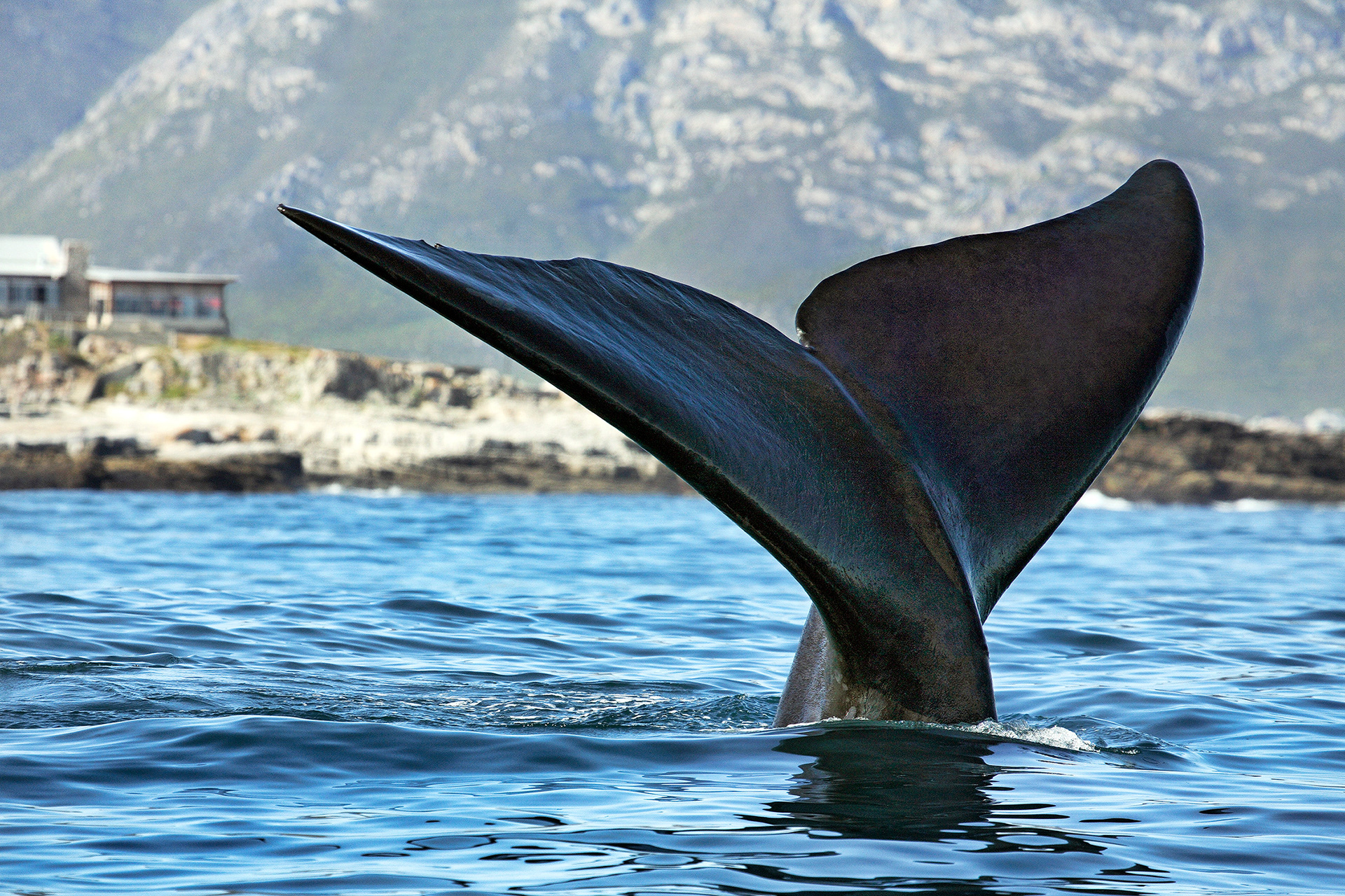 Southern right whale - Eubalaena australis