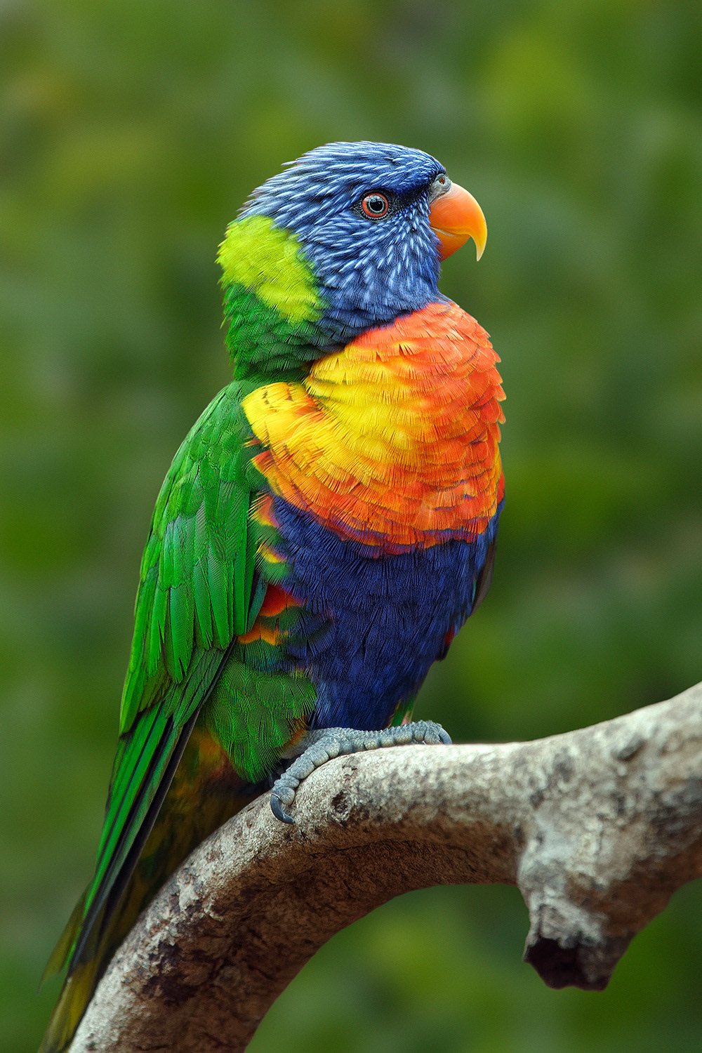 Rainbow lorikeet - Trichoglossus moluccanus