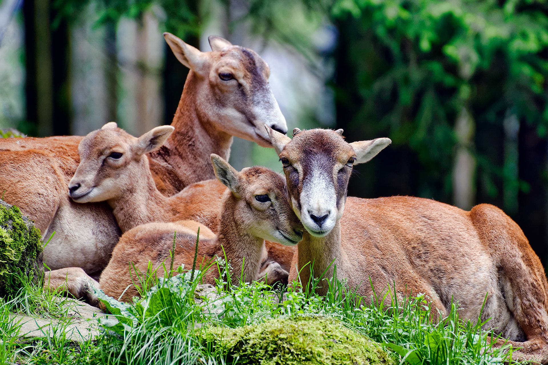 European mouflons (ewe & lamb) - Ovis orientalis musimon