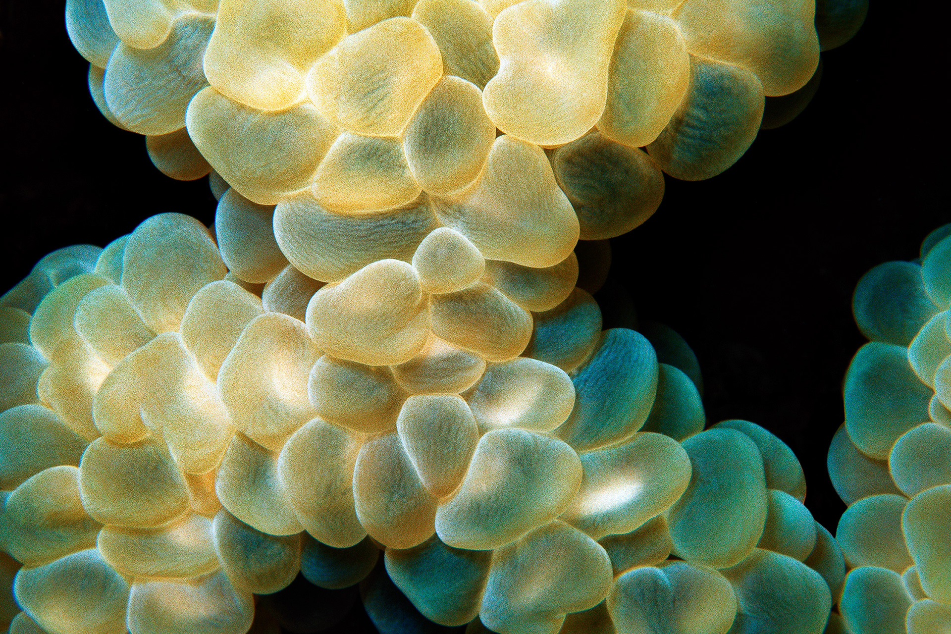 Bubble coral - Plerogyra sinuosa