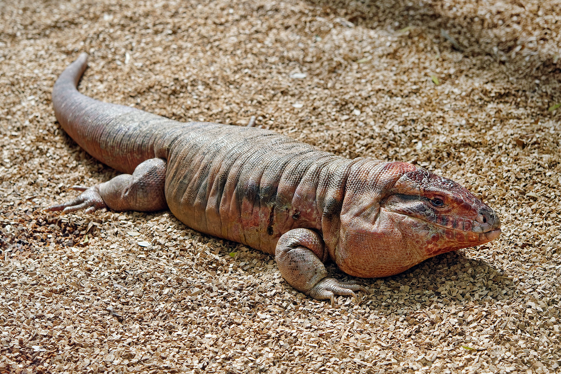 Red tegu - Salvator rufescens