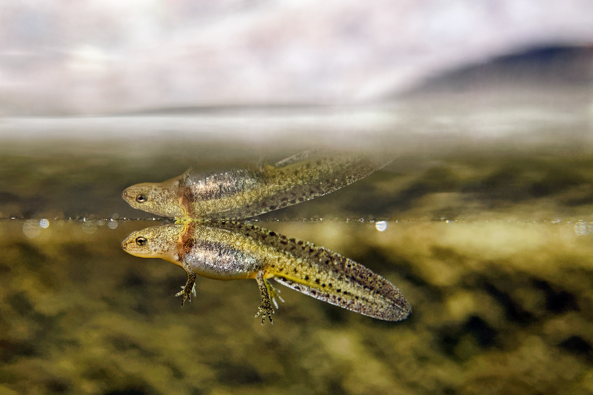 Alpine newt - Ichthyosaura alpestris