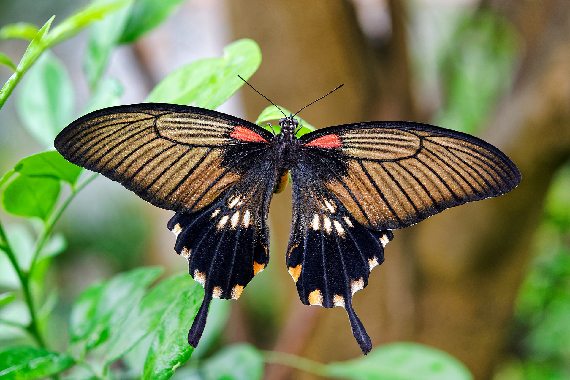 Great mormon butterfly (female) - Papilio memnon