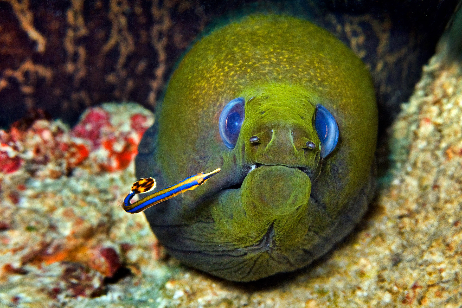 Undulated moray eel (with blue-striped pipefish) - Gymnothorax undulatus (with Doryrhamphus excisus)