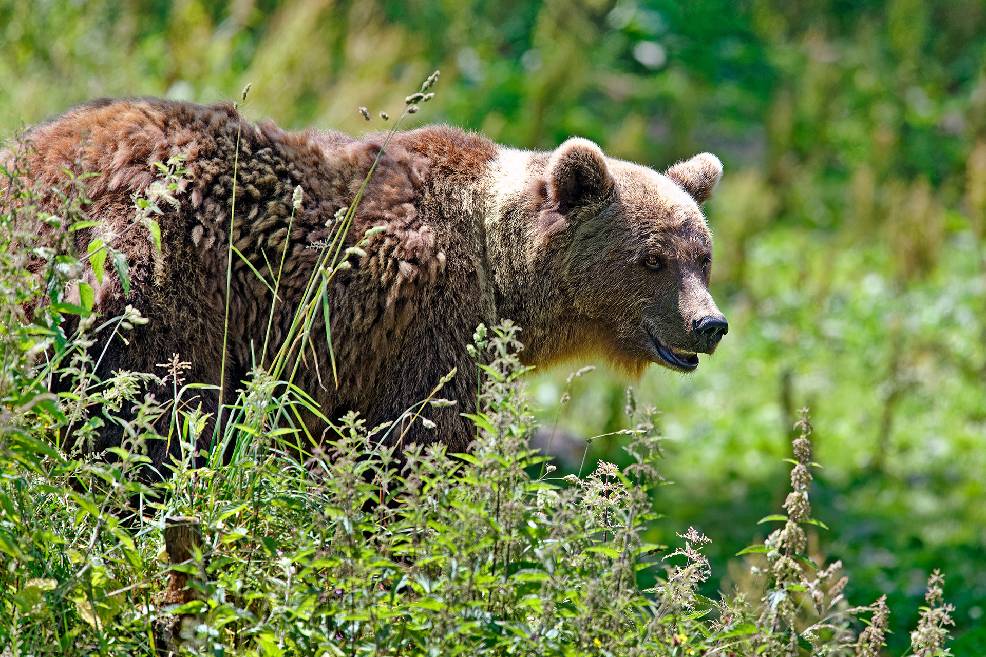 Brown bear - Ursus arctos