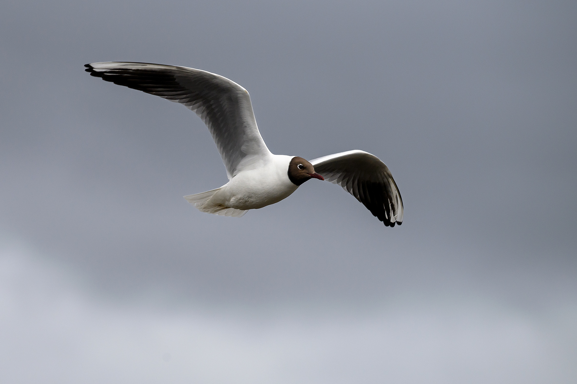 Black-headed gull - Chroicocephalus ridibundus