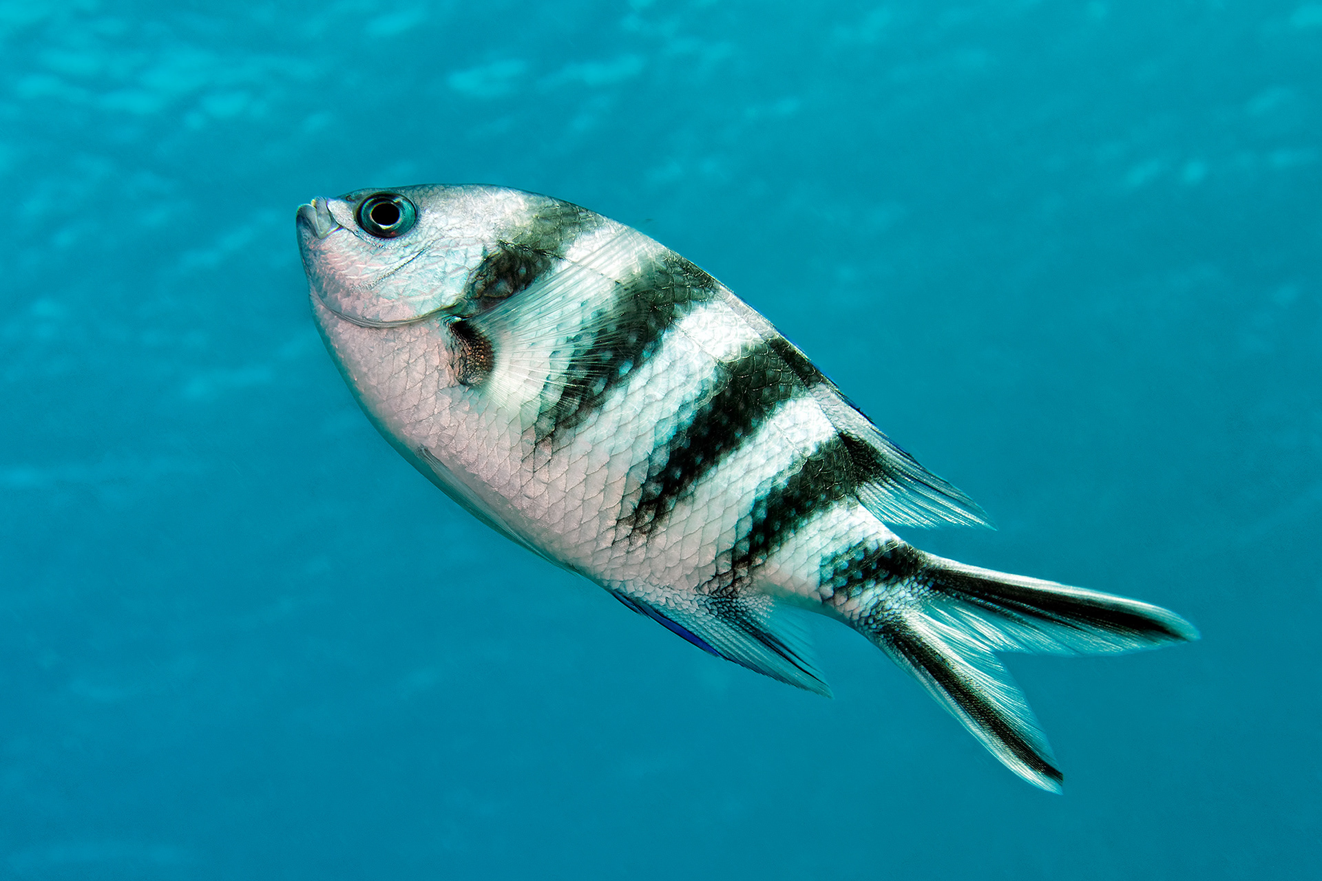 Scissortail sergeant - Abudefduf sexfasciatus