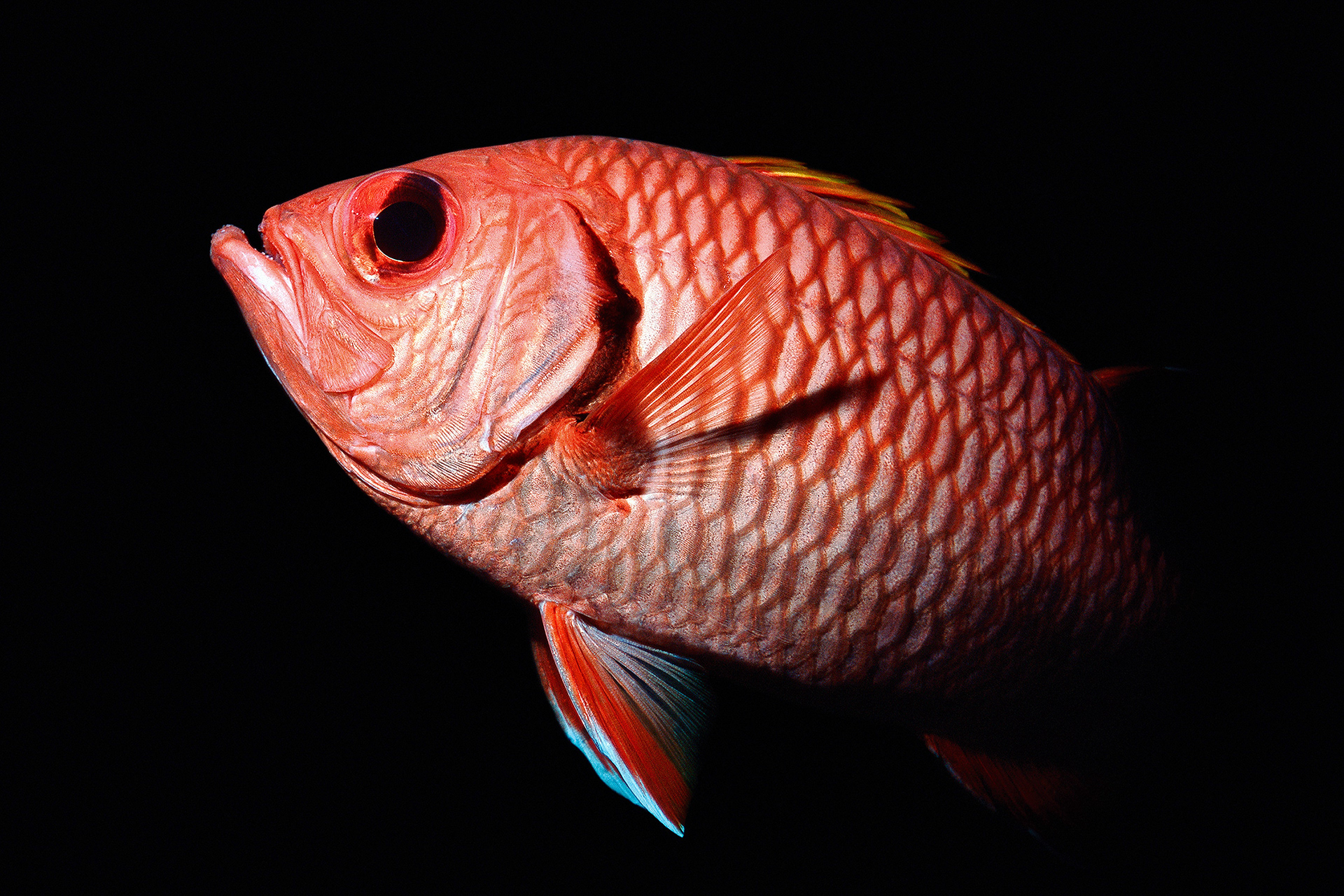 Blotcheye soldierfish - Myripristis berndti