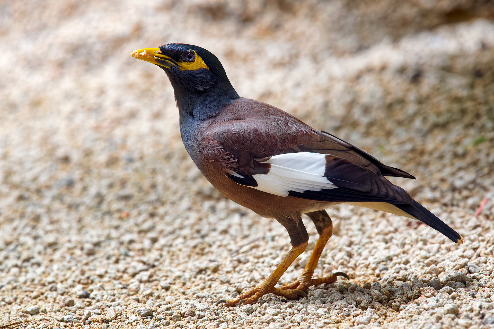 Common Mynah - Acridotheres tristis