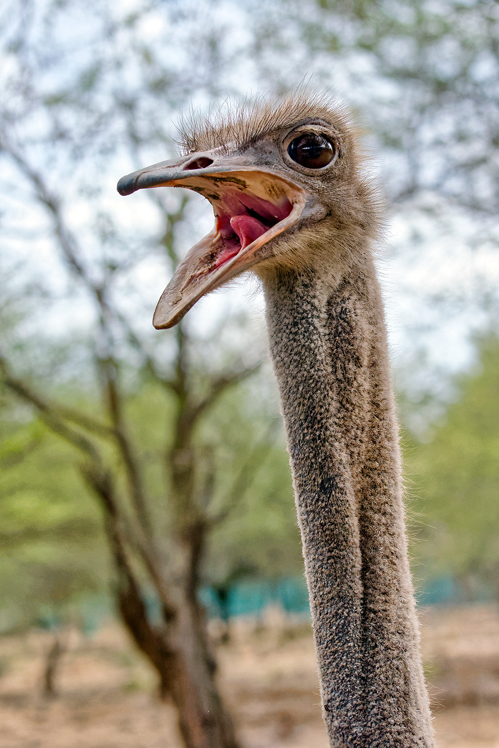 Ostrich - Struthio camelus