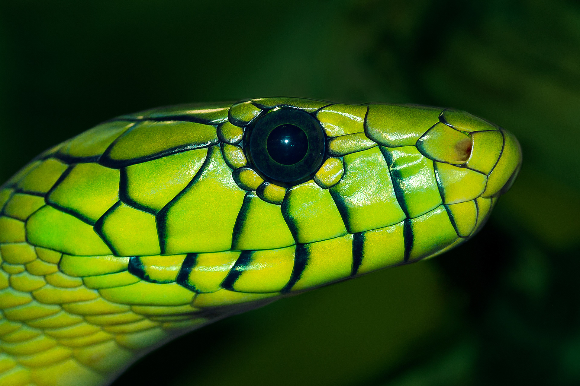 Western green mamba - Dendroaspis viridis