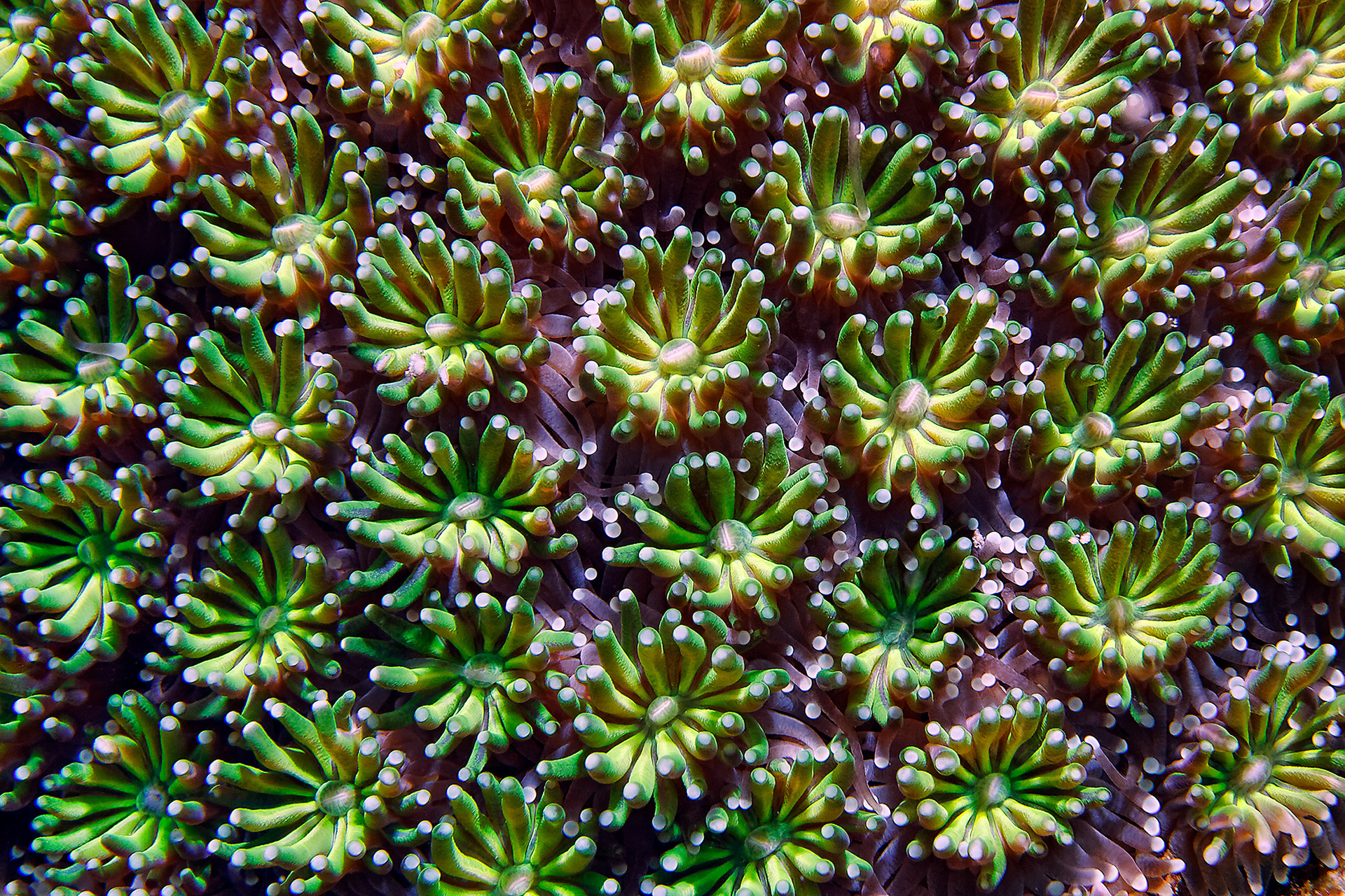 Galaxy coral polyps - Galaxea fascicularis