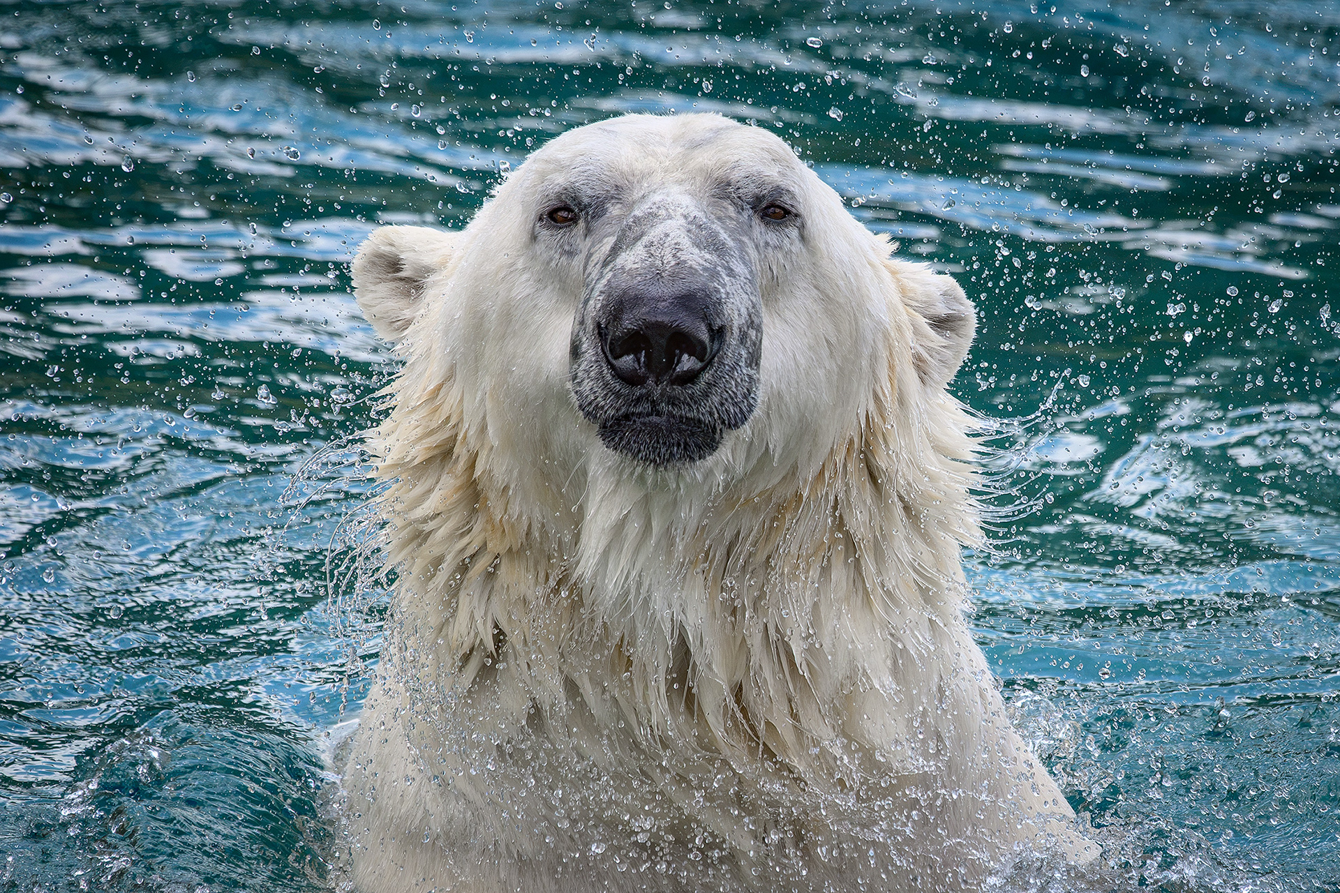 Polar bear - Ursus maritimus