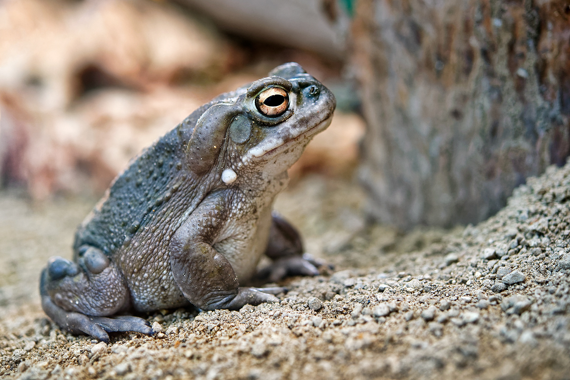 Colorado river toad - Bufo alvarius
