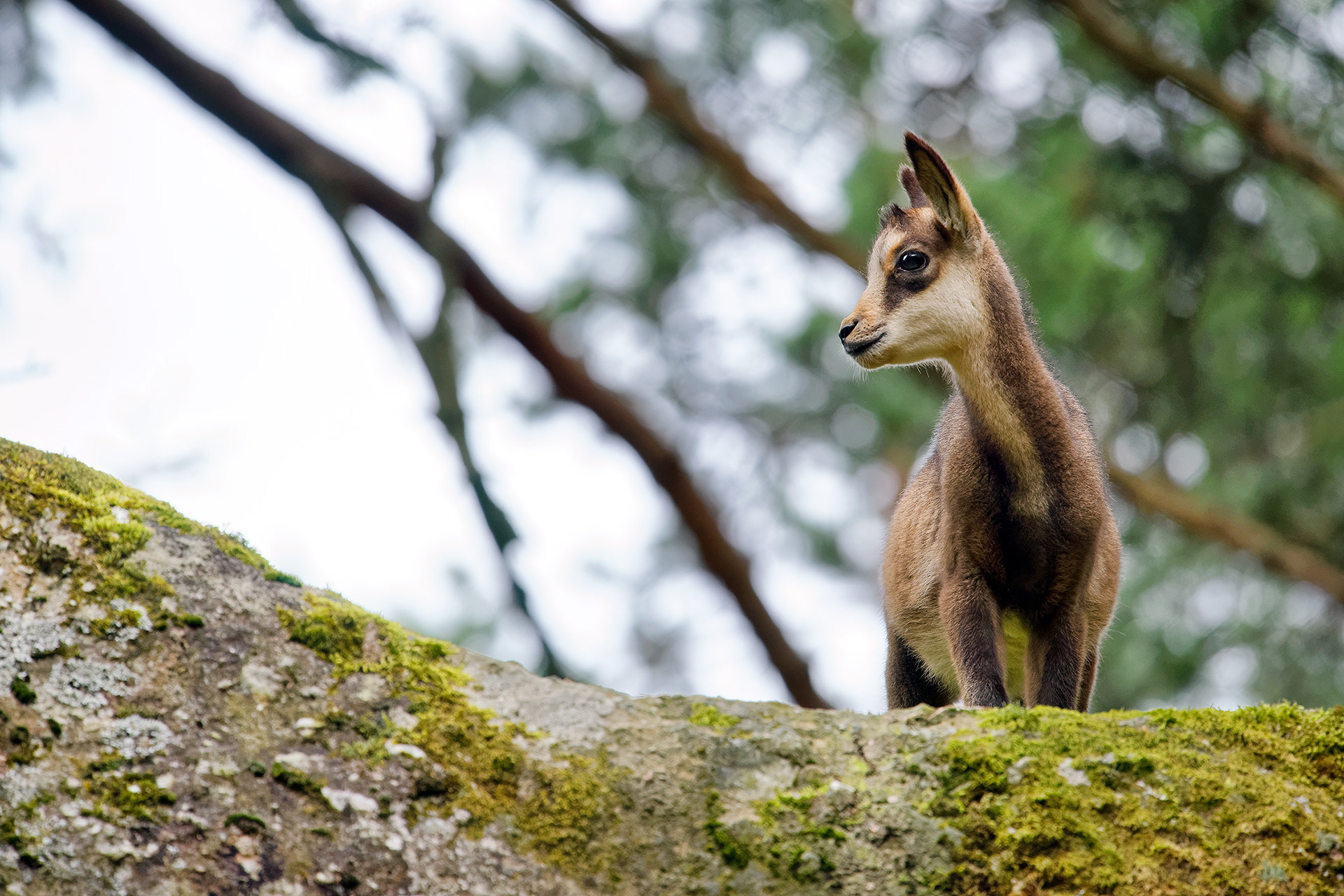 Chamois kid - Rupicapra rupicapra
