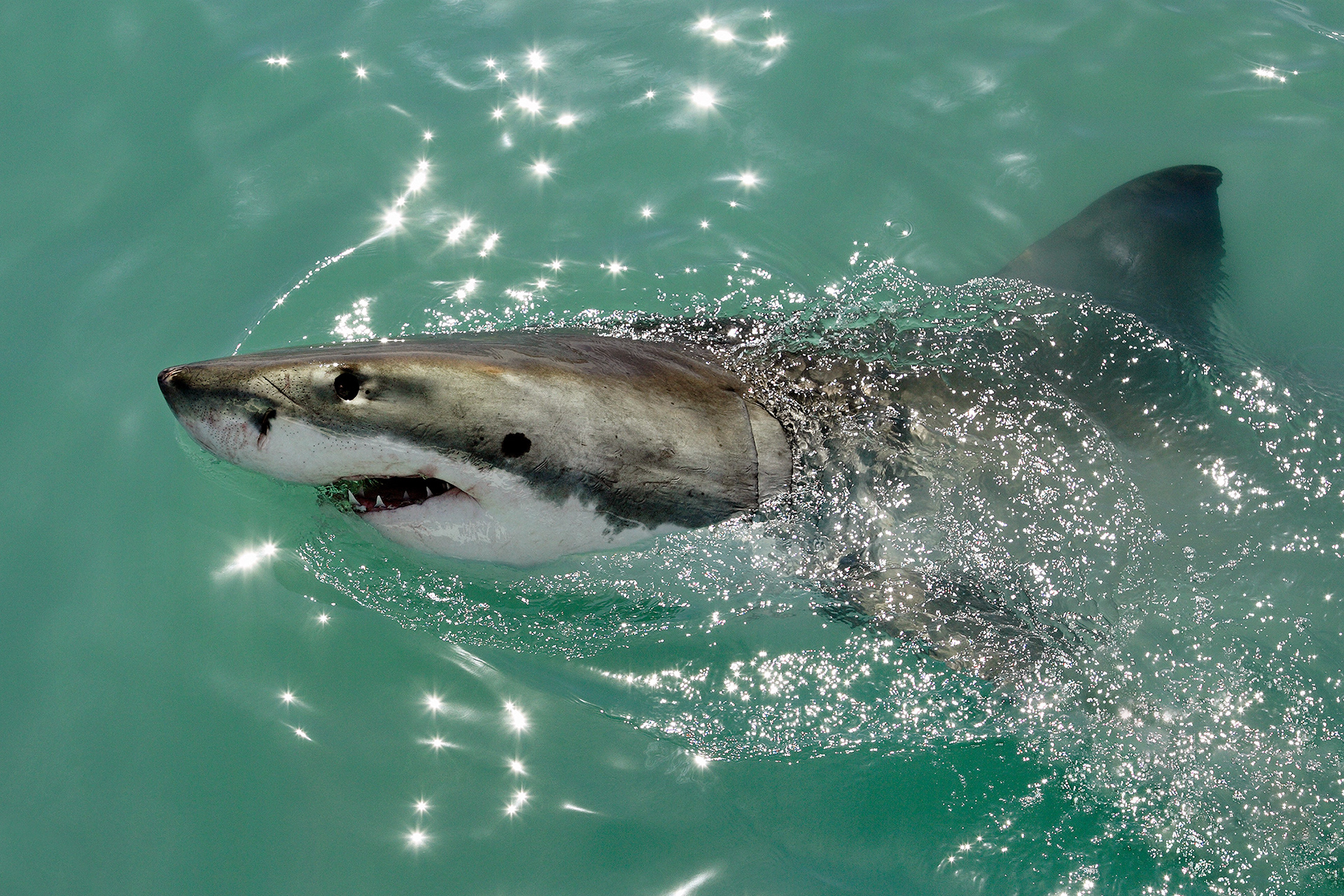 Great white shark - Carcharodon carcharias