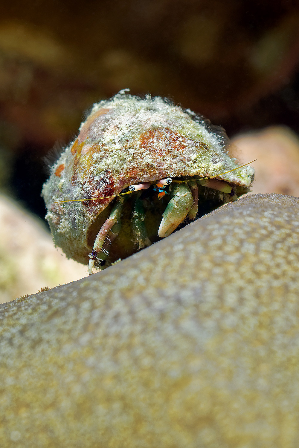 Hermit crab (Unknown scientific name)