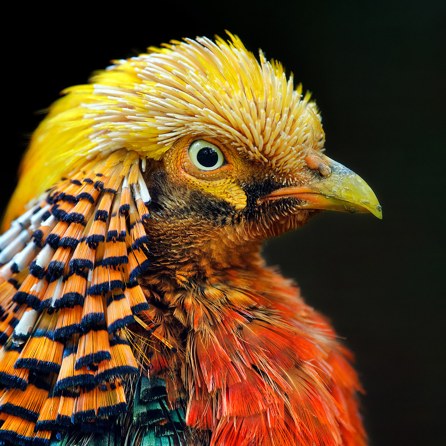 Golden pheasant - Chrysolophus pictus