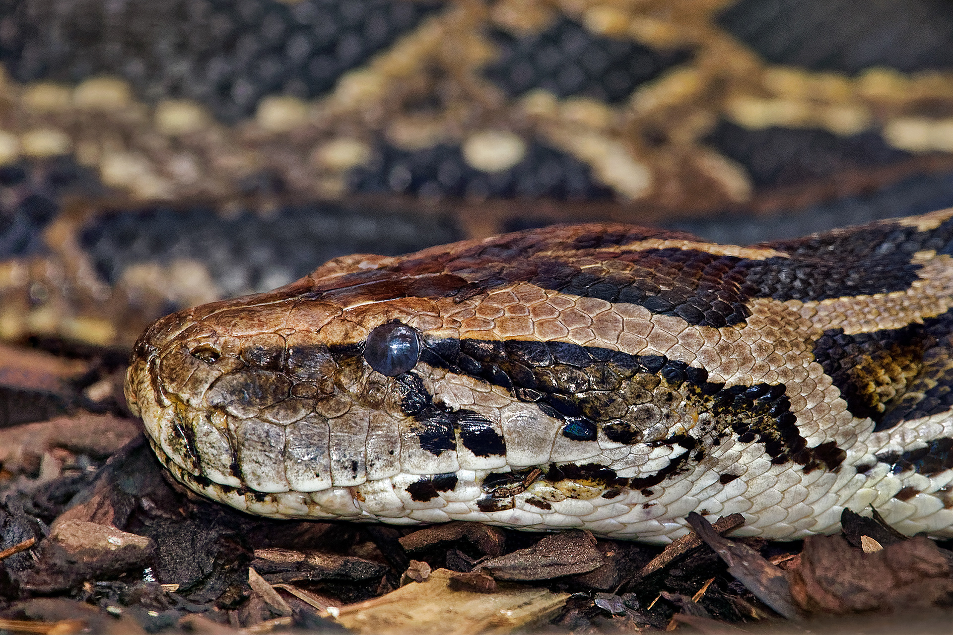 Burmese python - Python molurus bivittatus