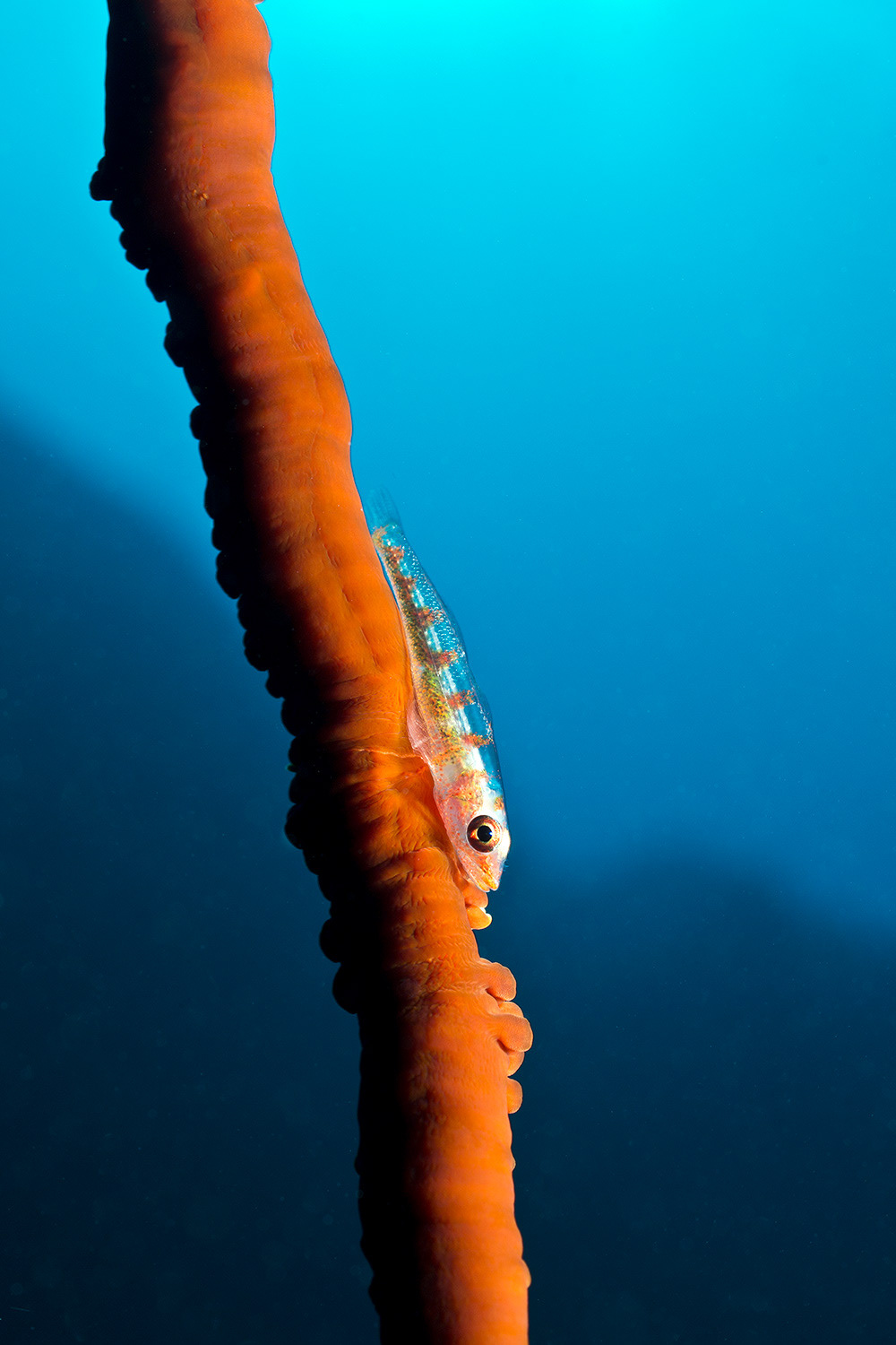 Whip coral Goby - Bryaninops yongei