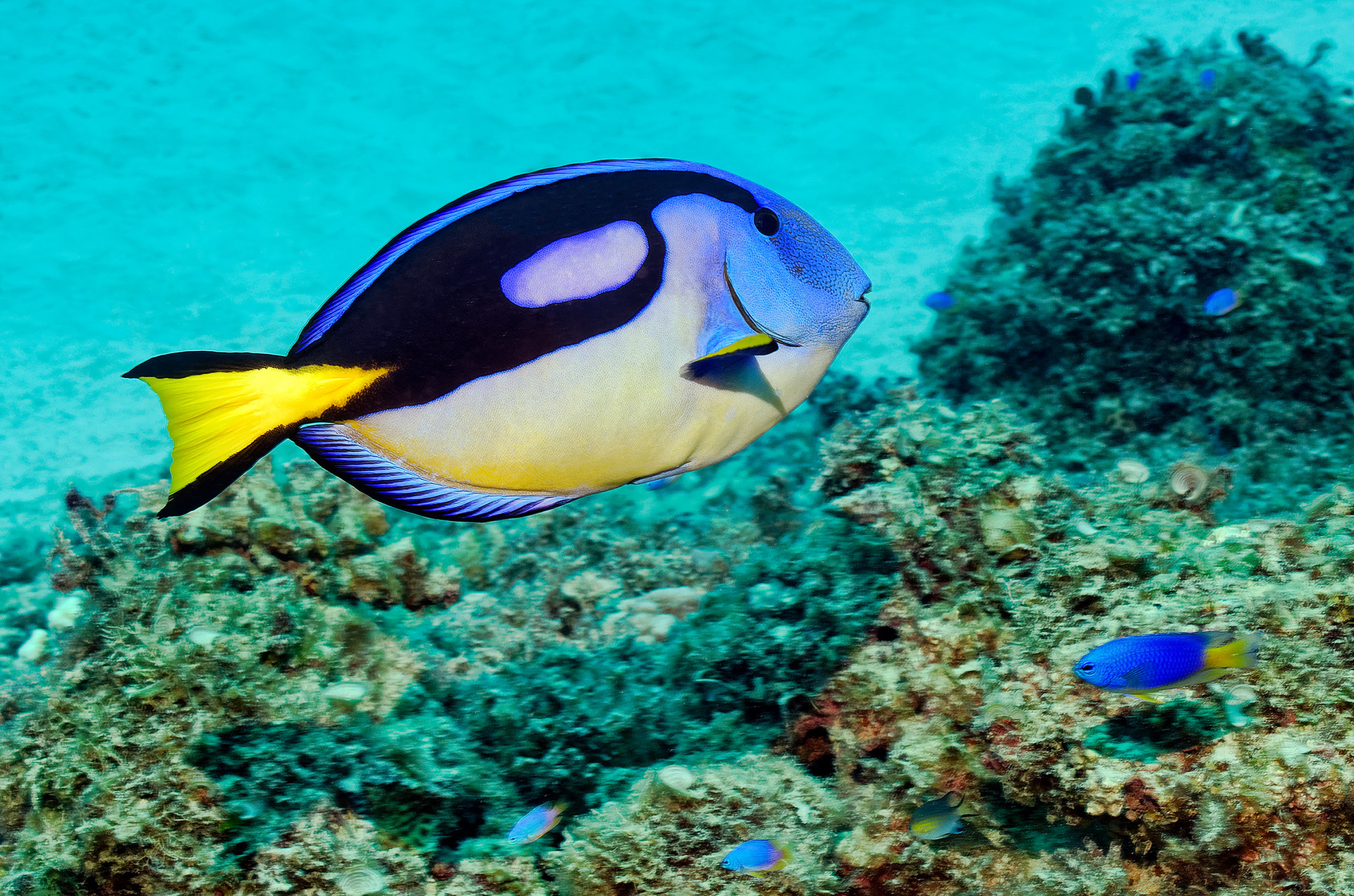 Palette surgeonfish - Paracanthurus hepatus
