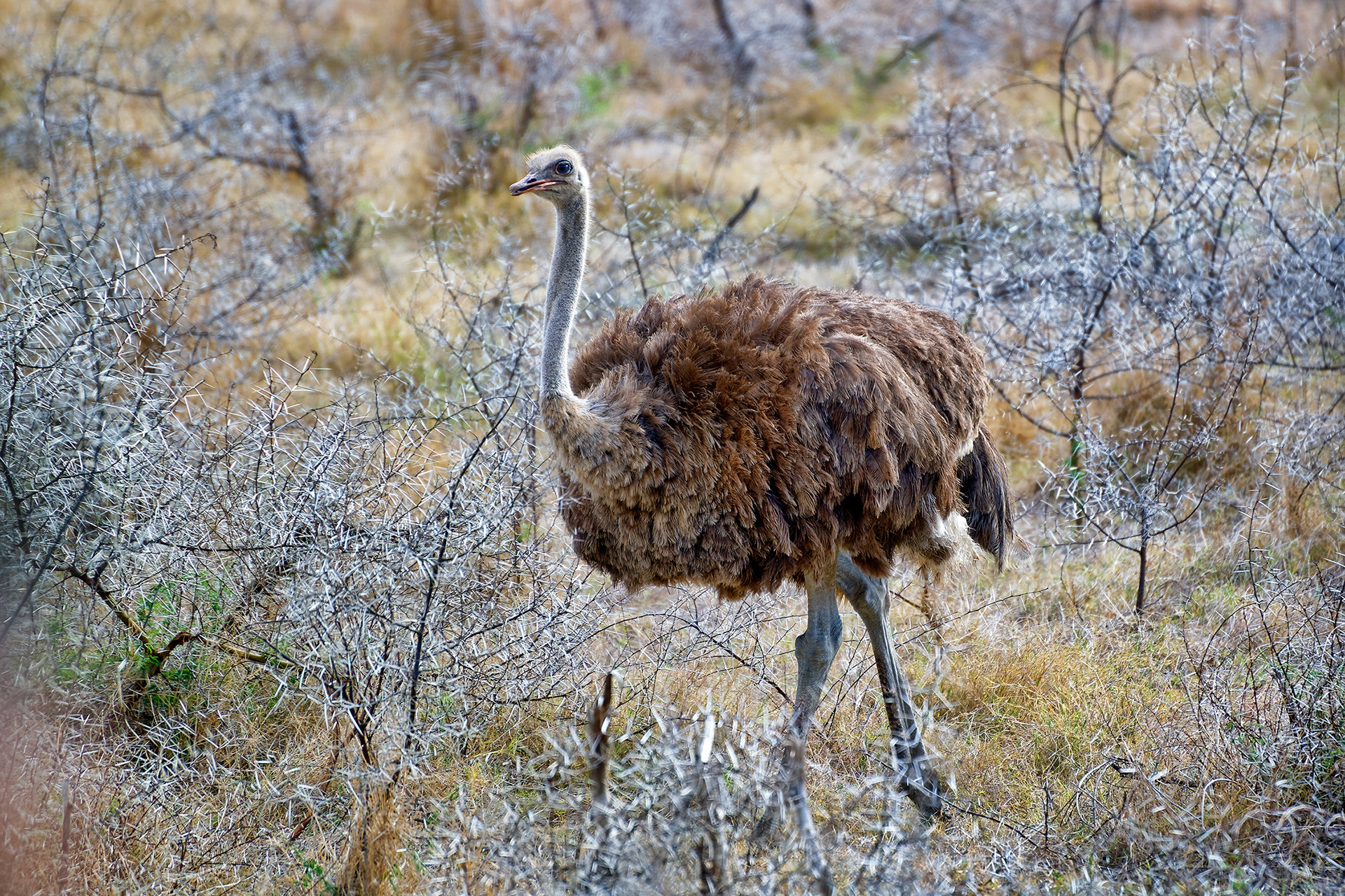 Ostrich - Struthio camelus