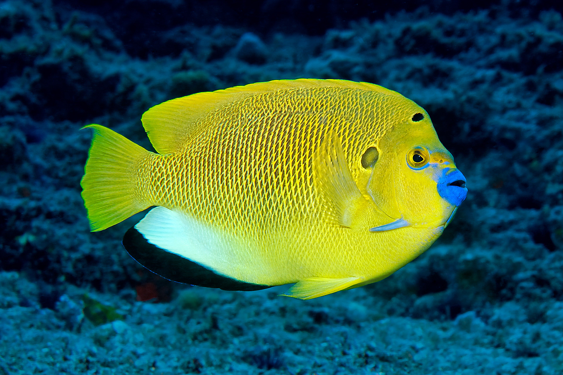 Threespot angelfish - Apolemichthys trimaculatus