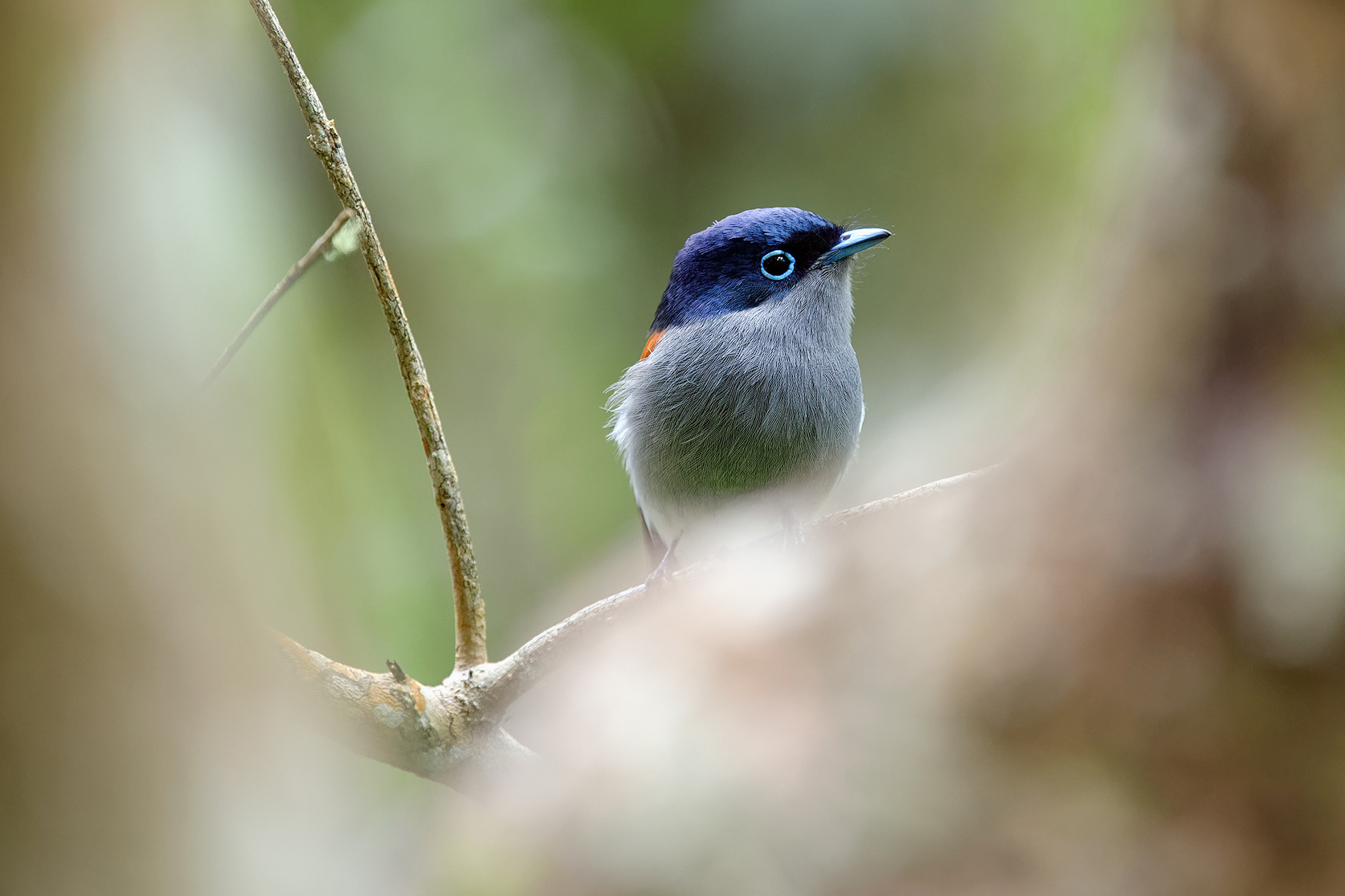 Mauritius paradise flycatcher - Terpsiphone bourbonnensis desolata