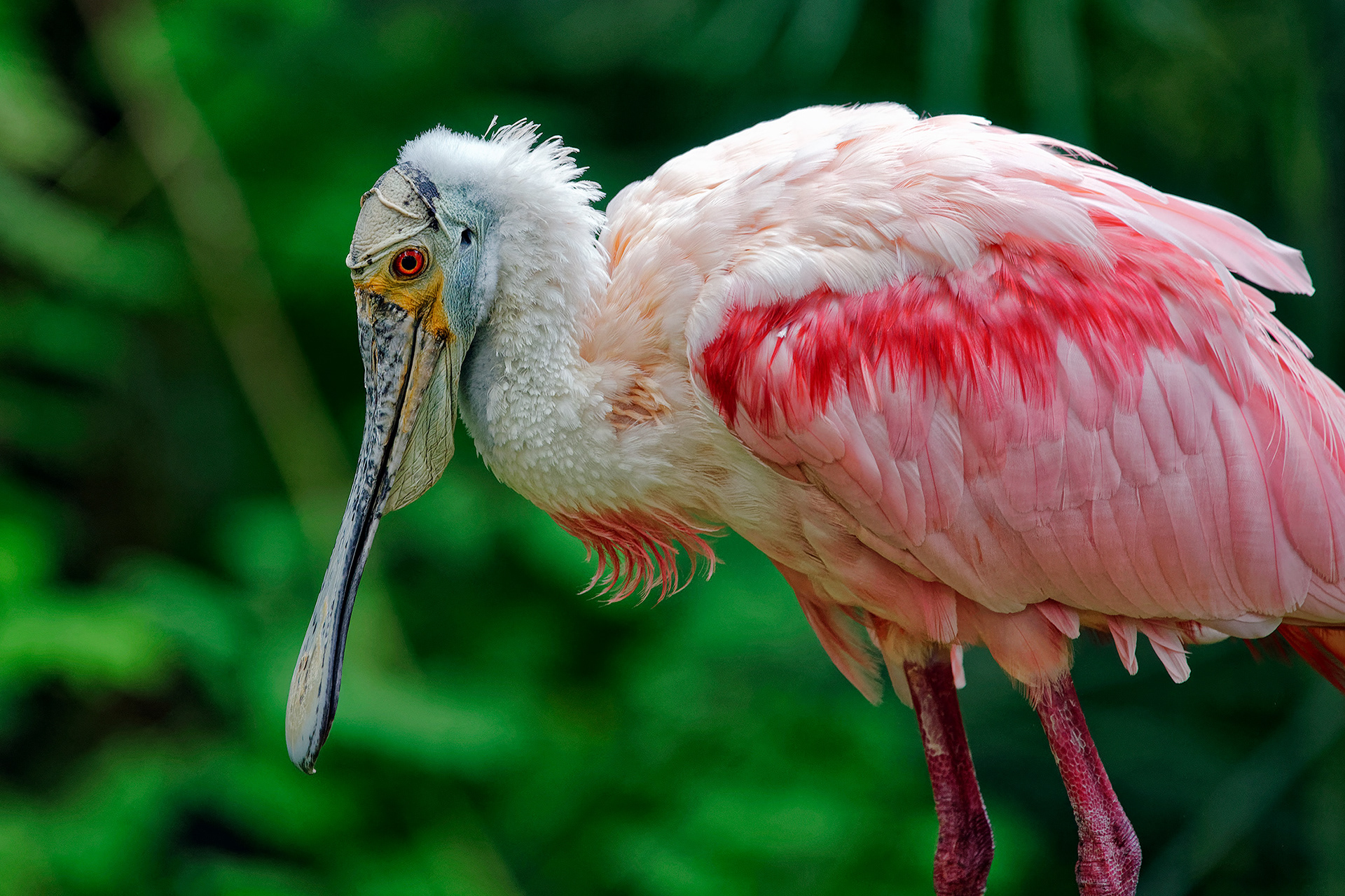 Roseate spoonbill - Platalea ajaja