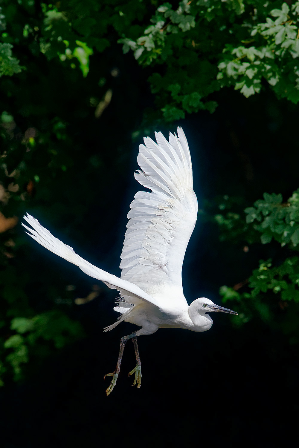 Little egret - Egretta garzetta
