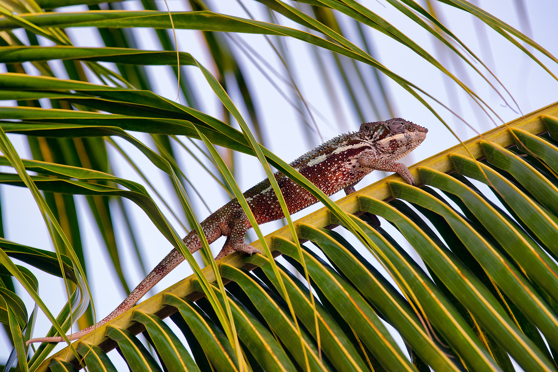 Panther chameleon - Furcifer pardalis
