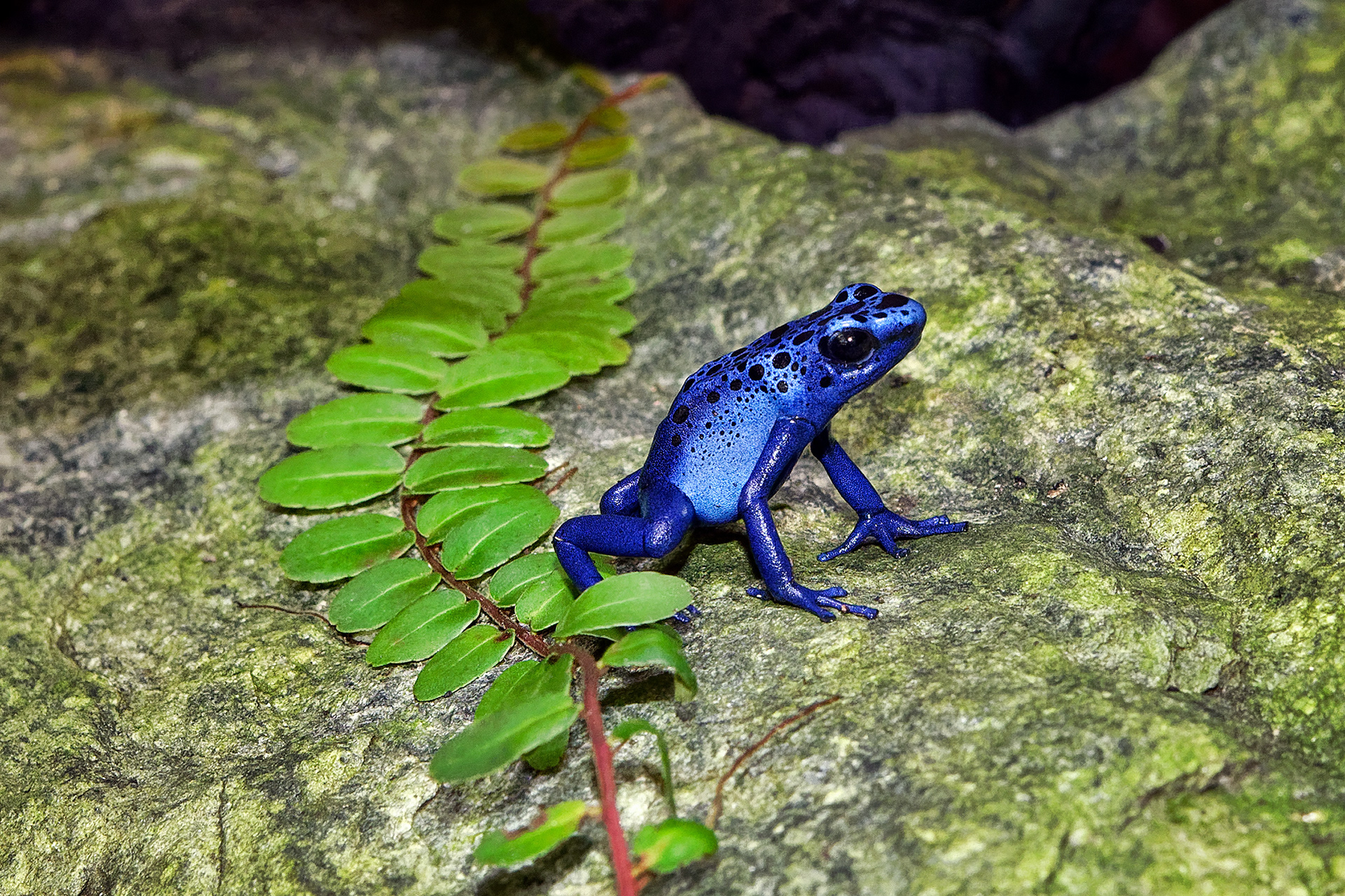 Blue poison dart frog - Dendrobates tinctorius "azureus"