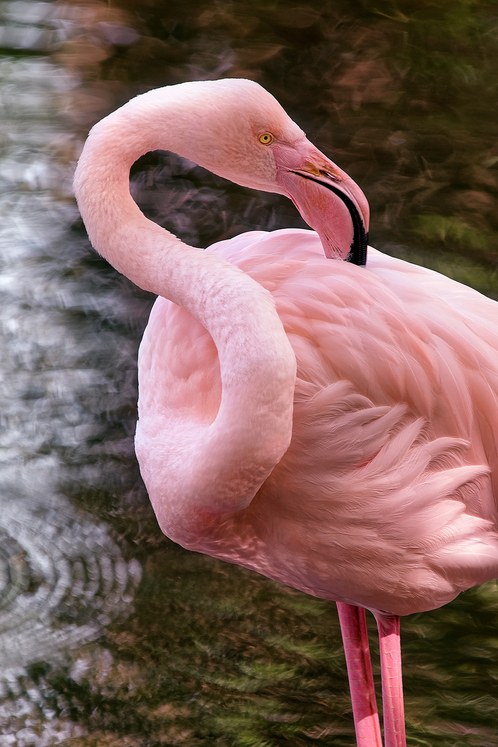 Greater flamingo - Phoenicopterus roseus