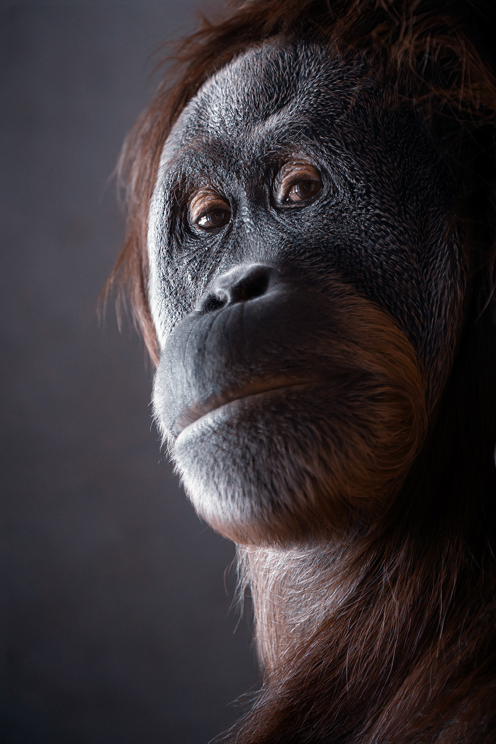 Sumatran orangutan portrait - Pongo abelii