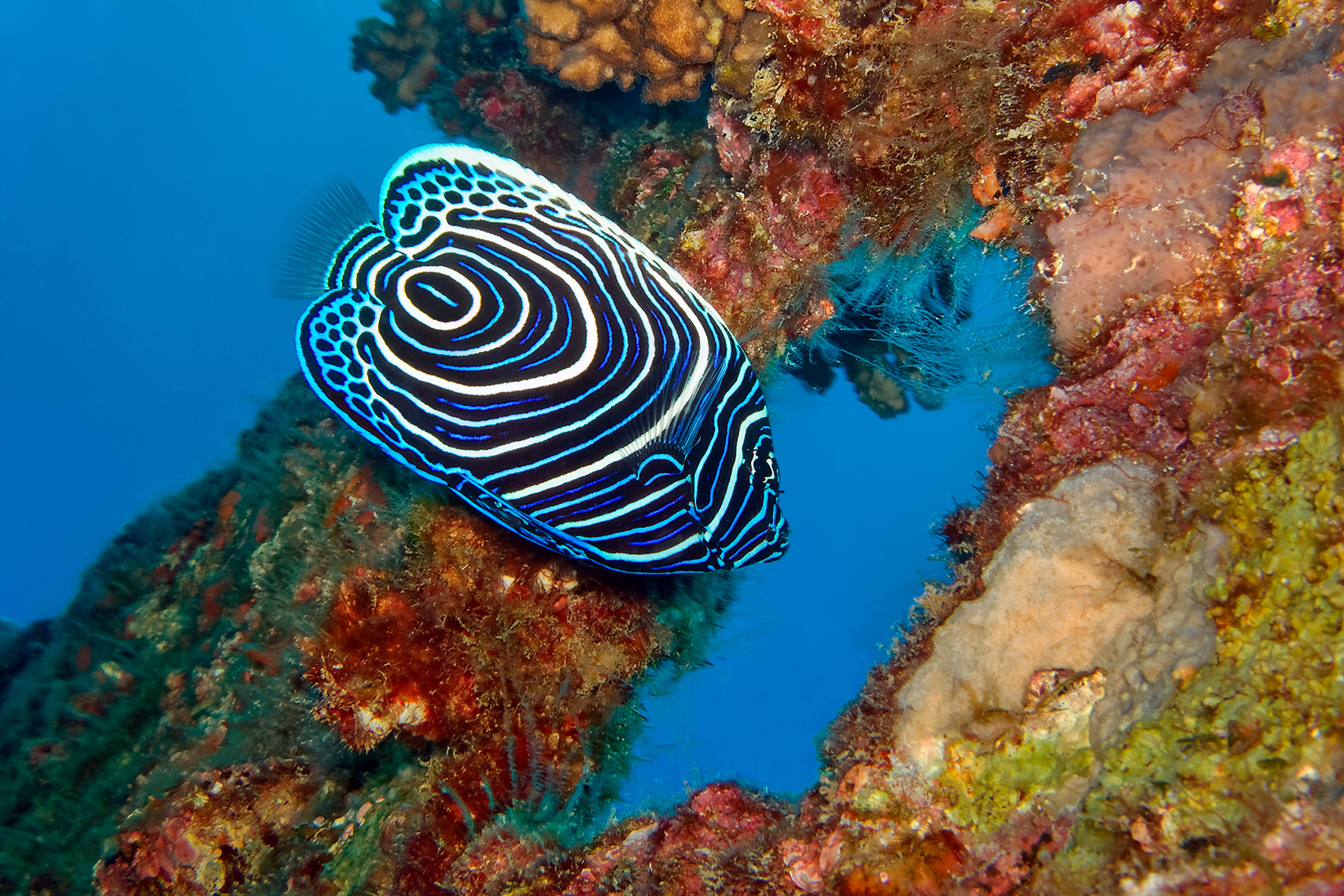 Emperor angelfish (juvenile) - Pomacanthus imperator