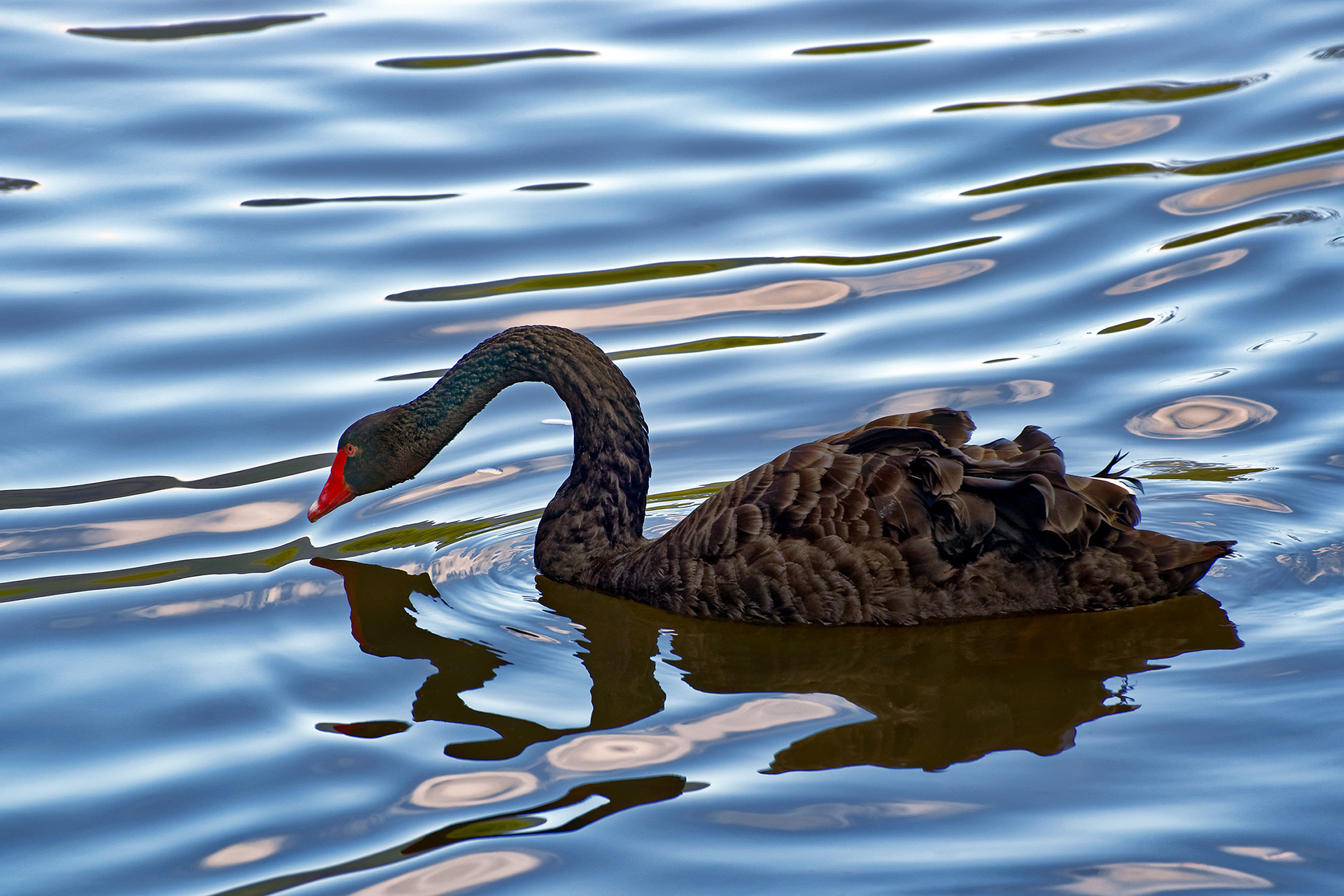 Black swan - Cygnus atratus