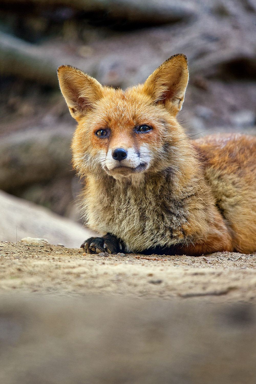 Young red fox - Vulpes vulpes